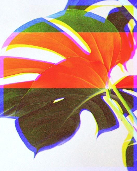 Monstera leaf - image 1 - student project