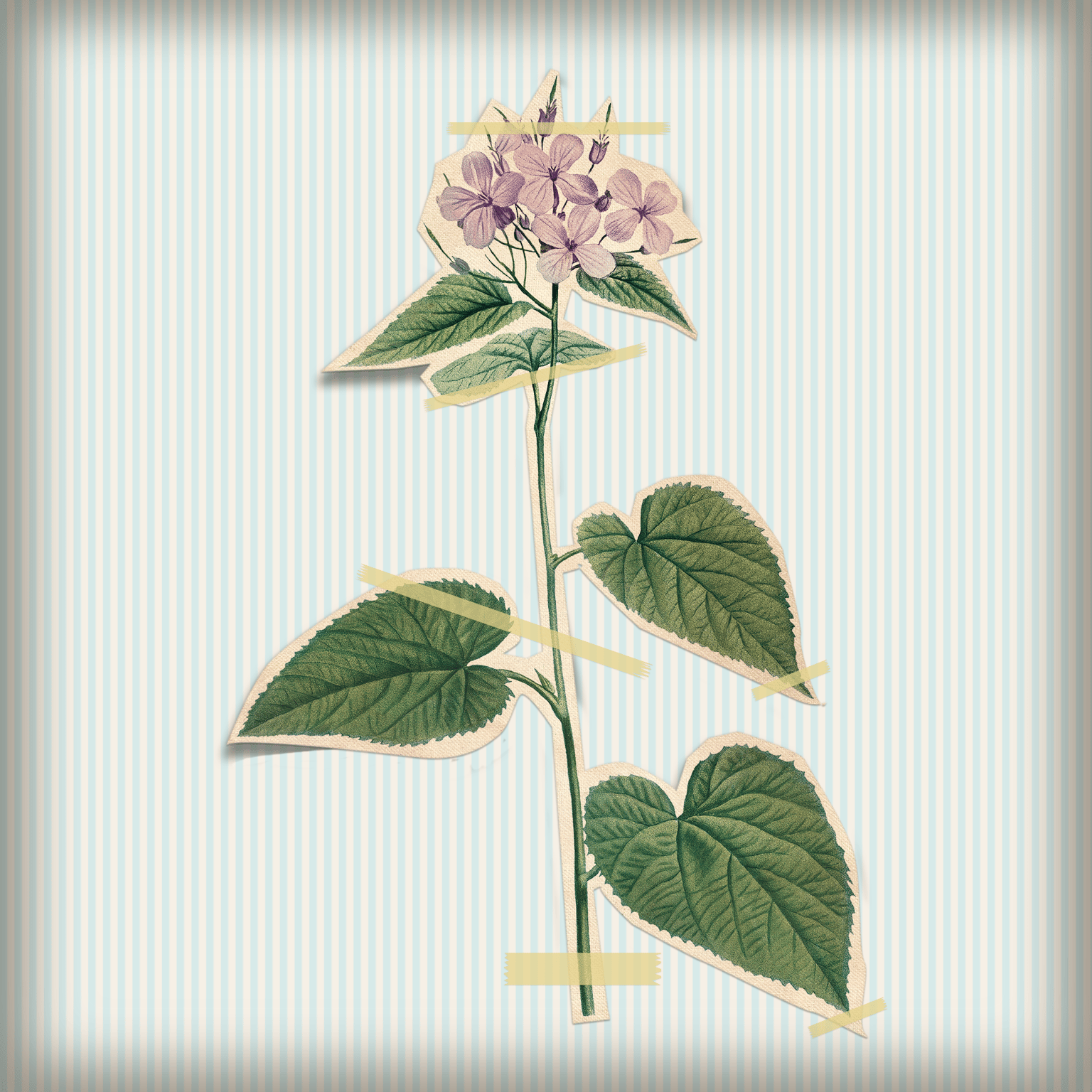 Dendrology collection - image 1 - student project