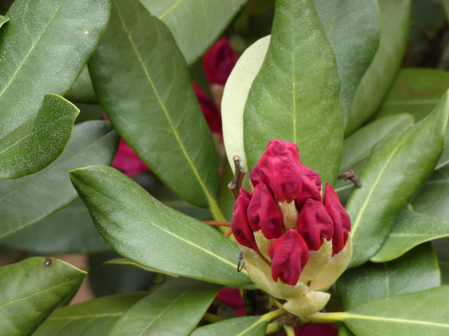 Waking Rhododendron - image 2 - student project