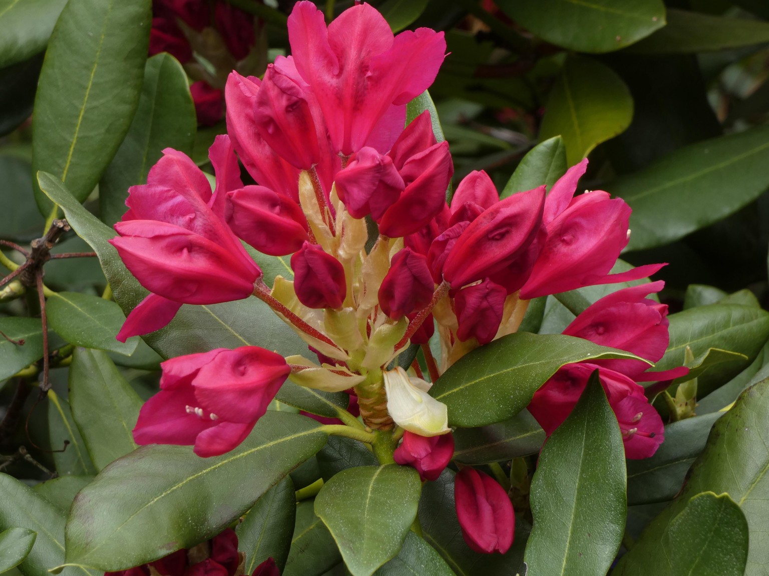 Waking Rhododendron - image 1 - student project