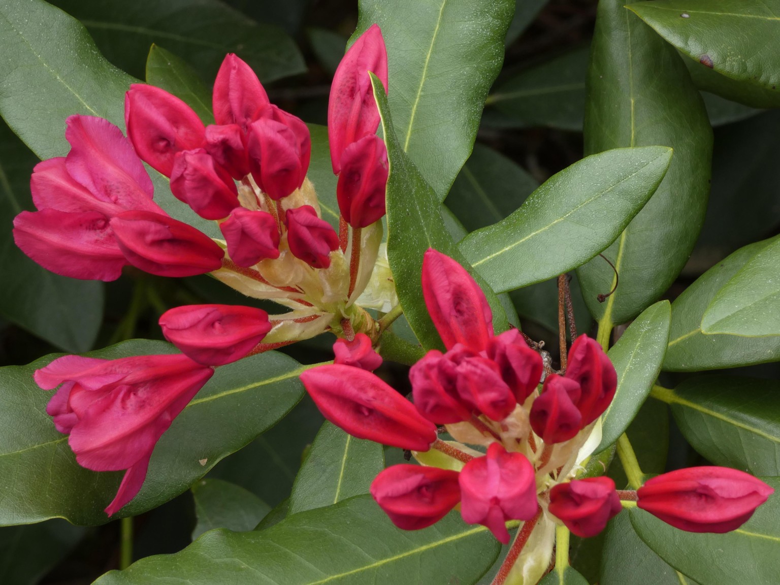 Waking Rhododendron - image 3 - student project