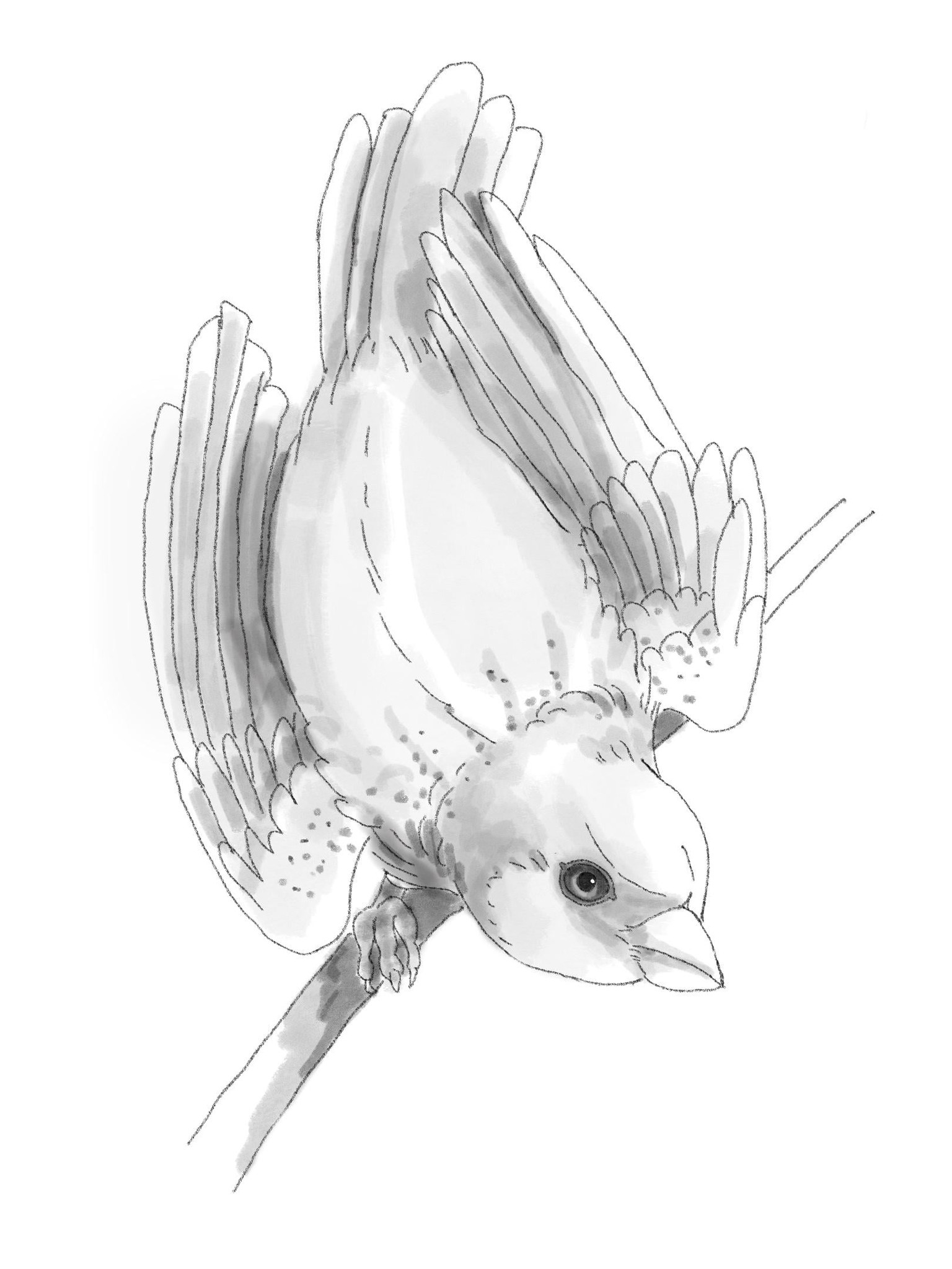 Thank you so much for great class. Birds are my favourite theme of drawing :) - image 1 - student project