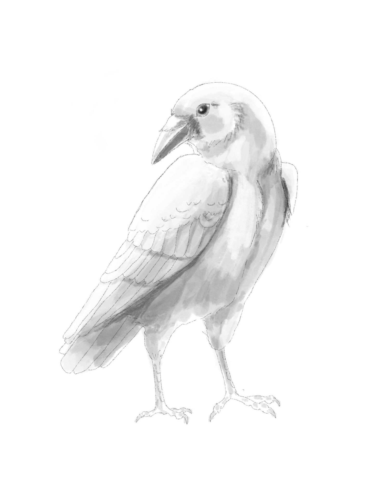 Thank you so much for great class. Birds are my favourite theme of drawing :) - image 3 - student project