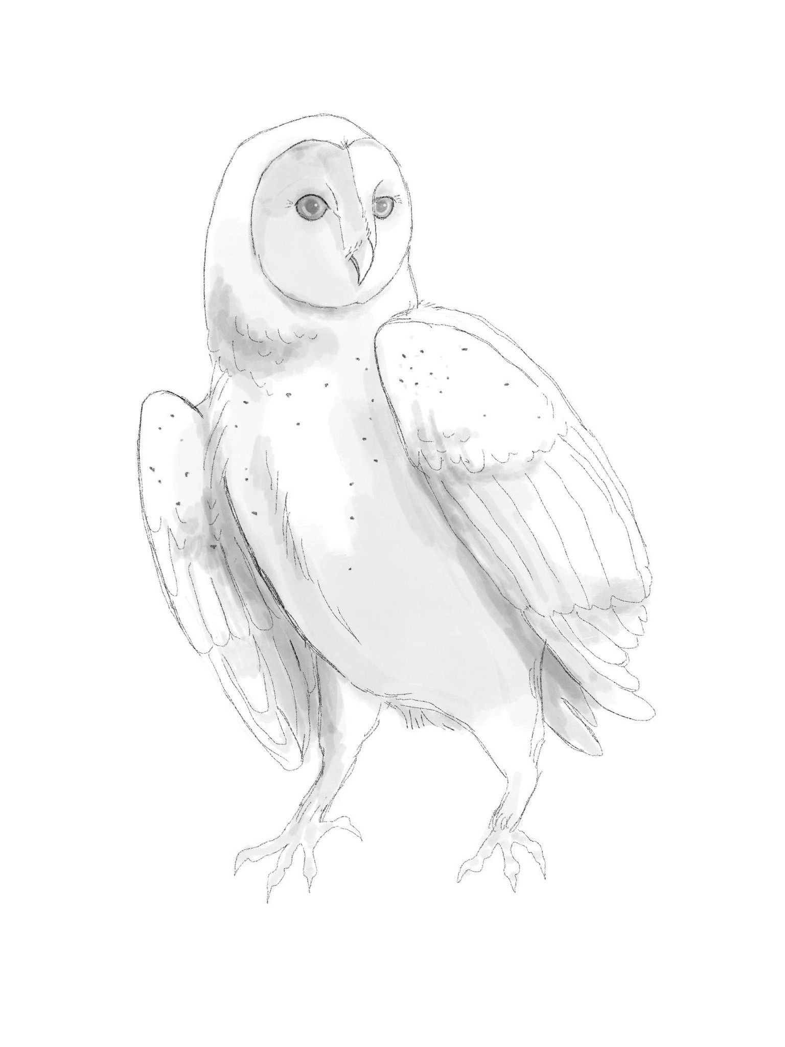 Thank you so much for great class. Birds are my favourite theme of drawing :) - image 2 - student project
