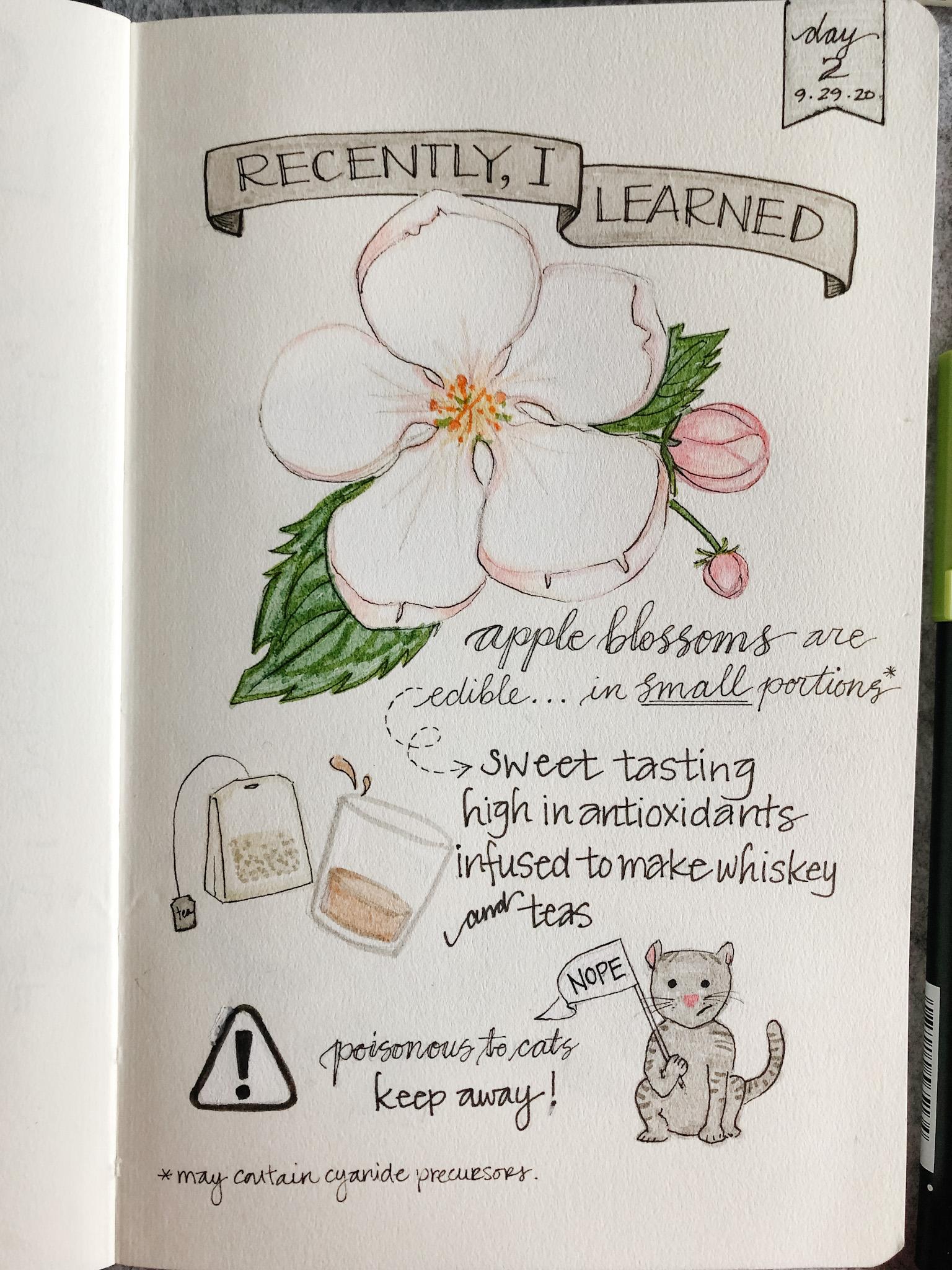 Illustrated Journalling 28 day challenge- PT 1 - image 12 - student project