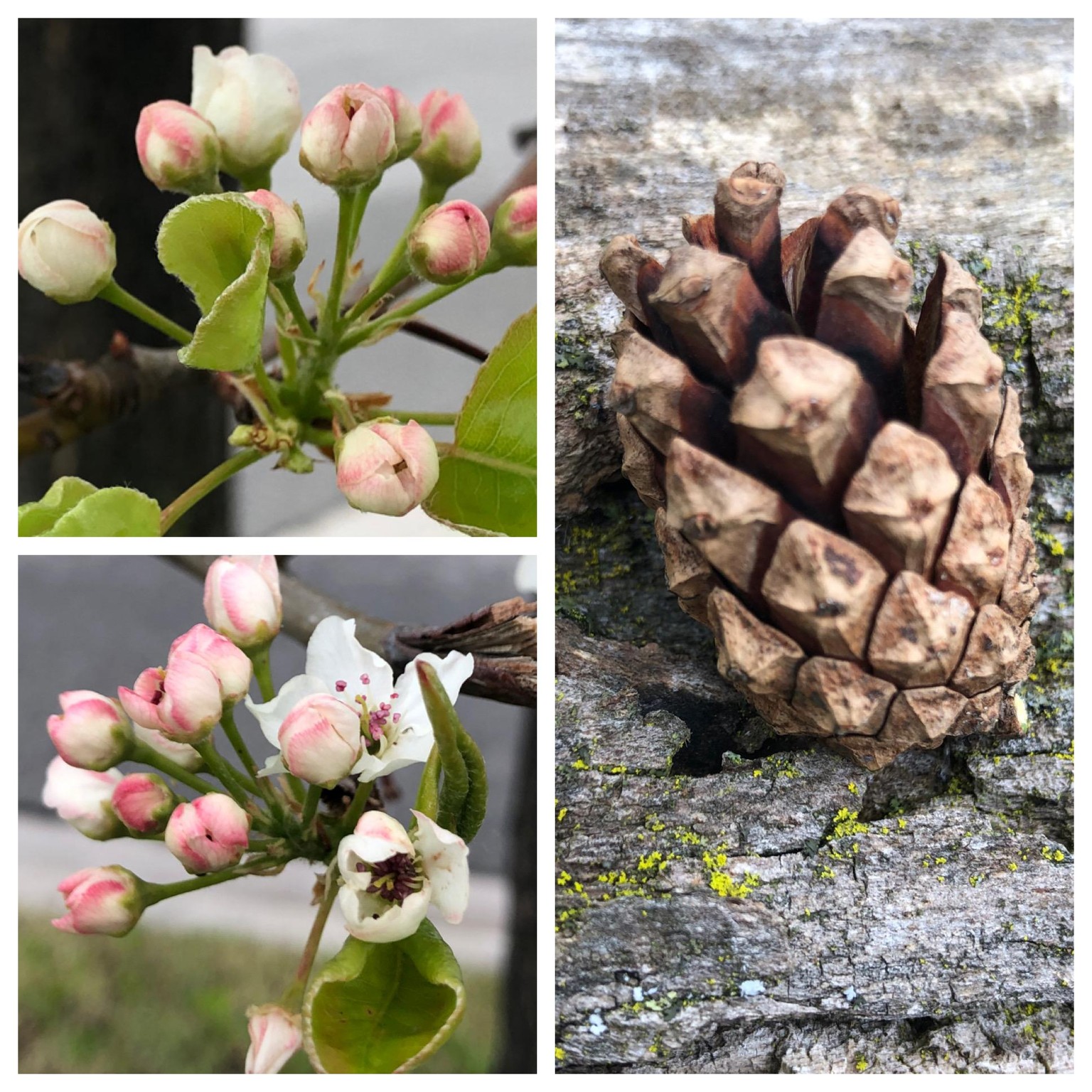 Urban Nature Journaling - image 5 - student project