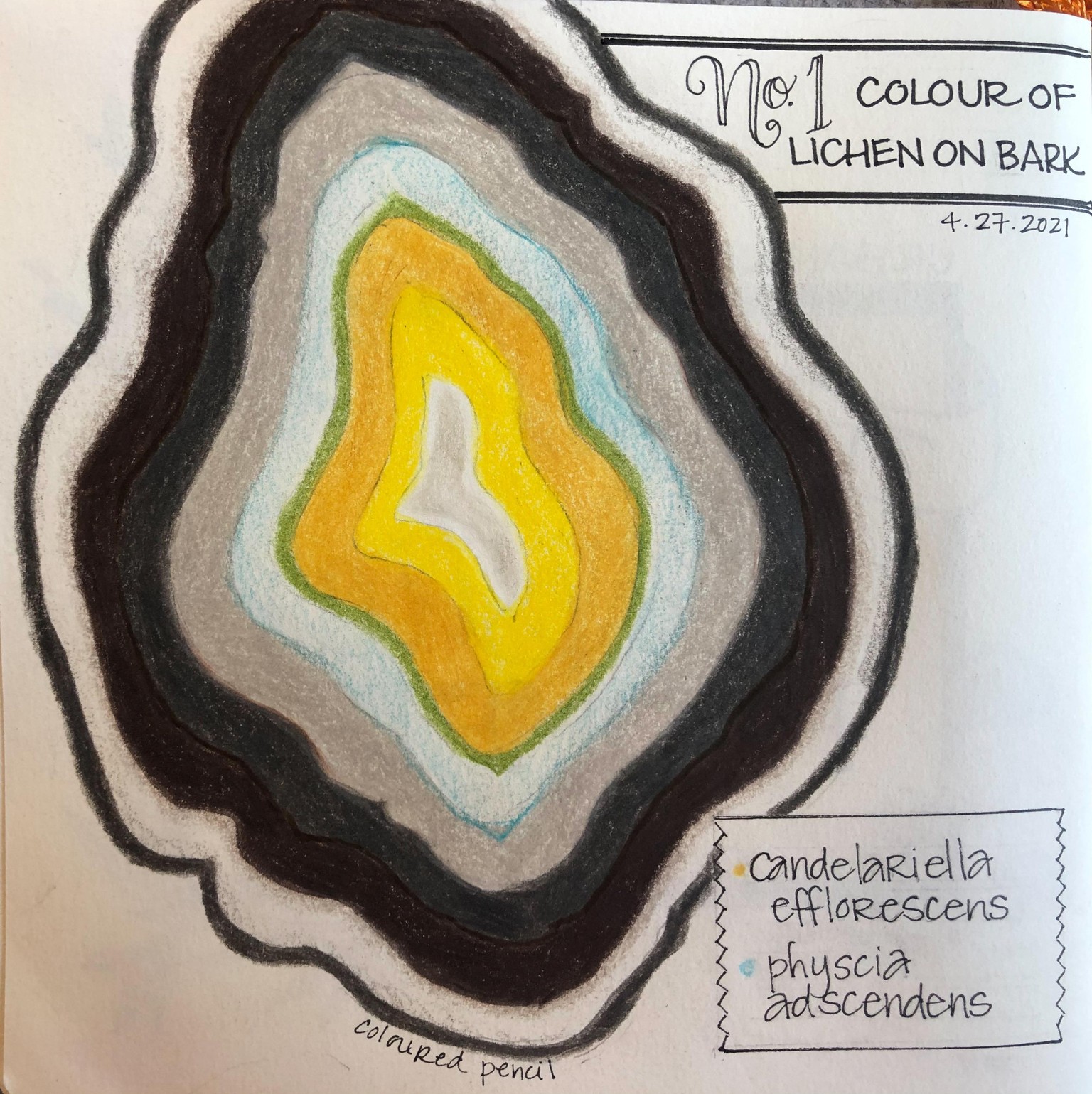Urban Nature Journaling - image 11 - student project