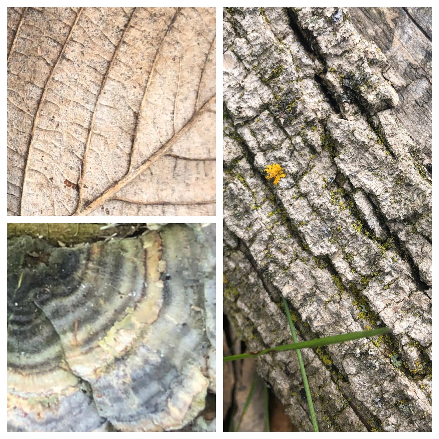 Urban Nature Journaling - image 10 - student project