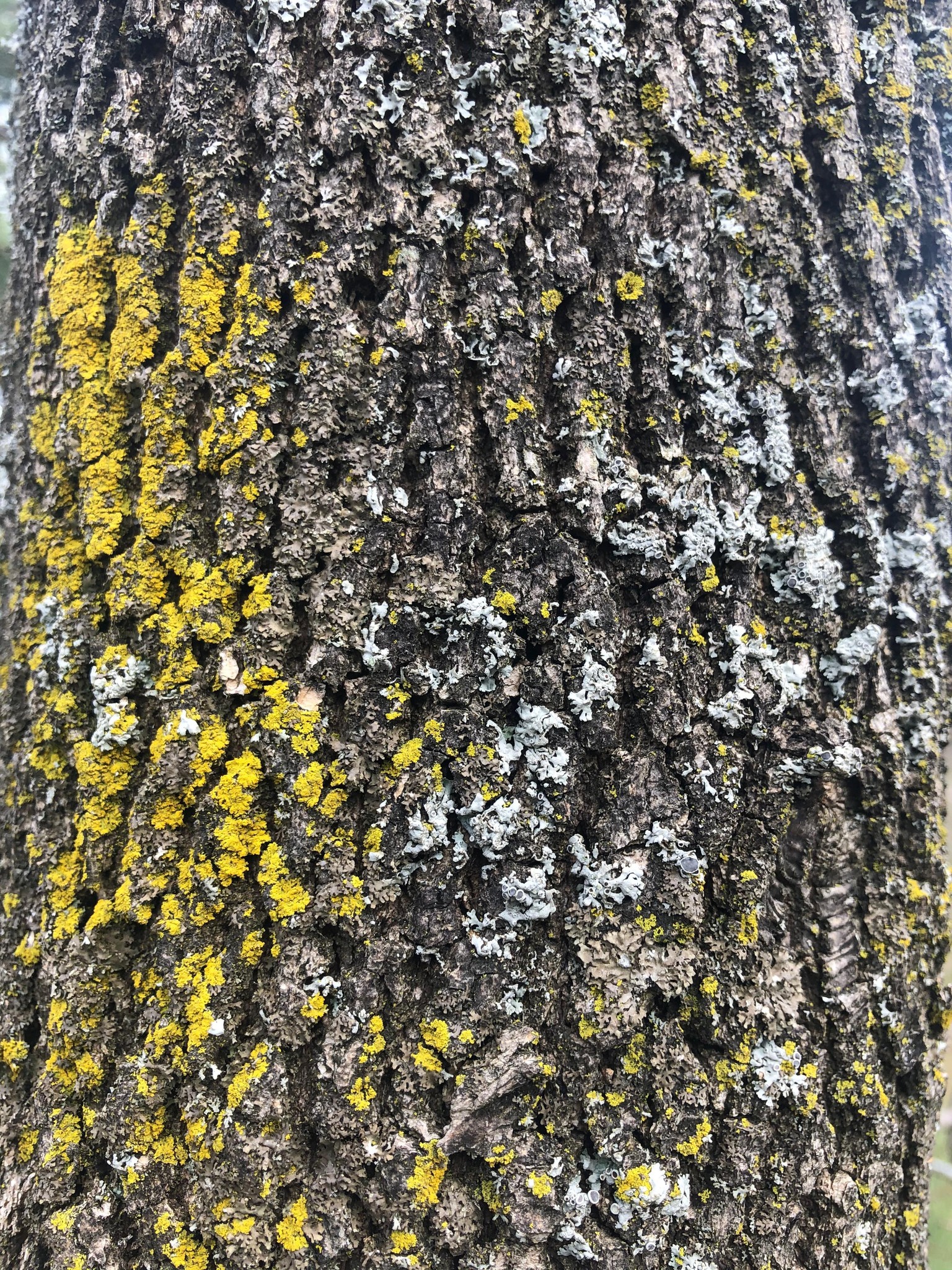 Urban Nature Journaling - image 12 - student project