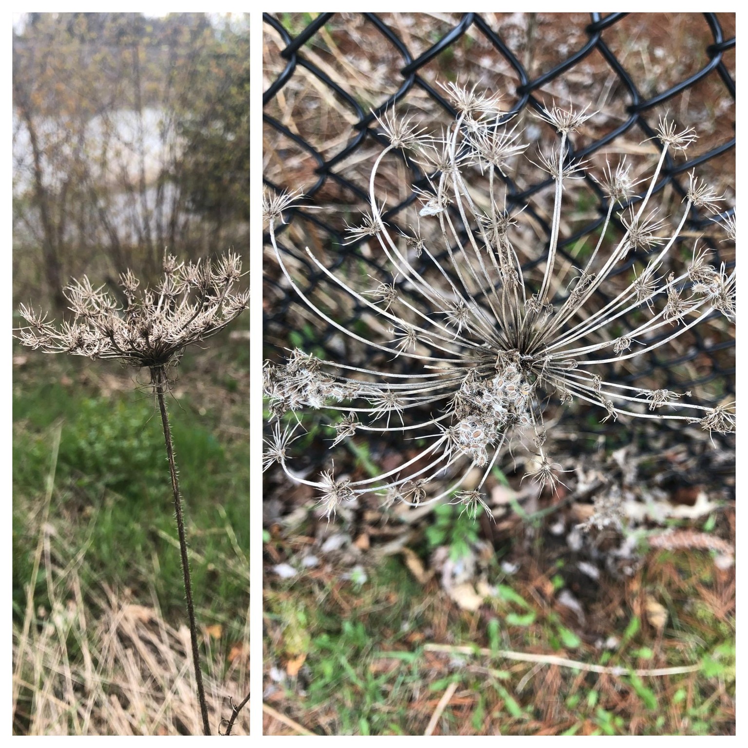 Urban Nature Journaling - image 8 - student project