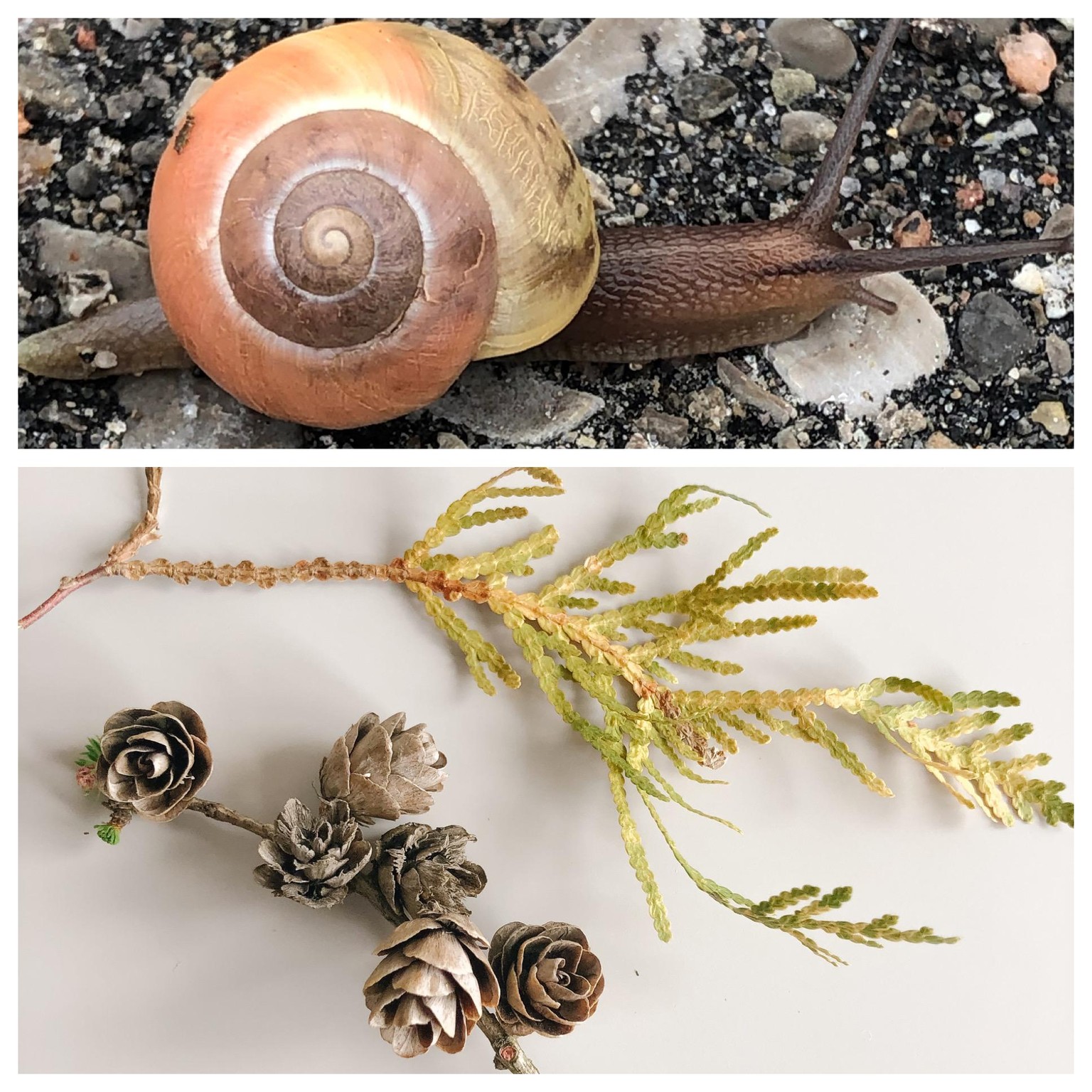 Urban Nature Journaling - image 3 - student project