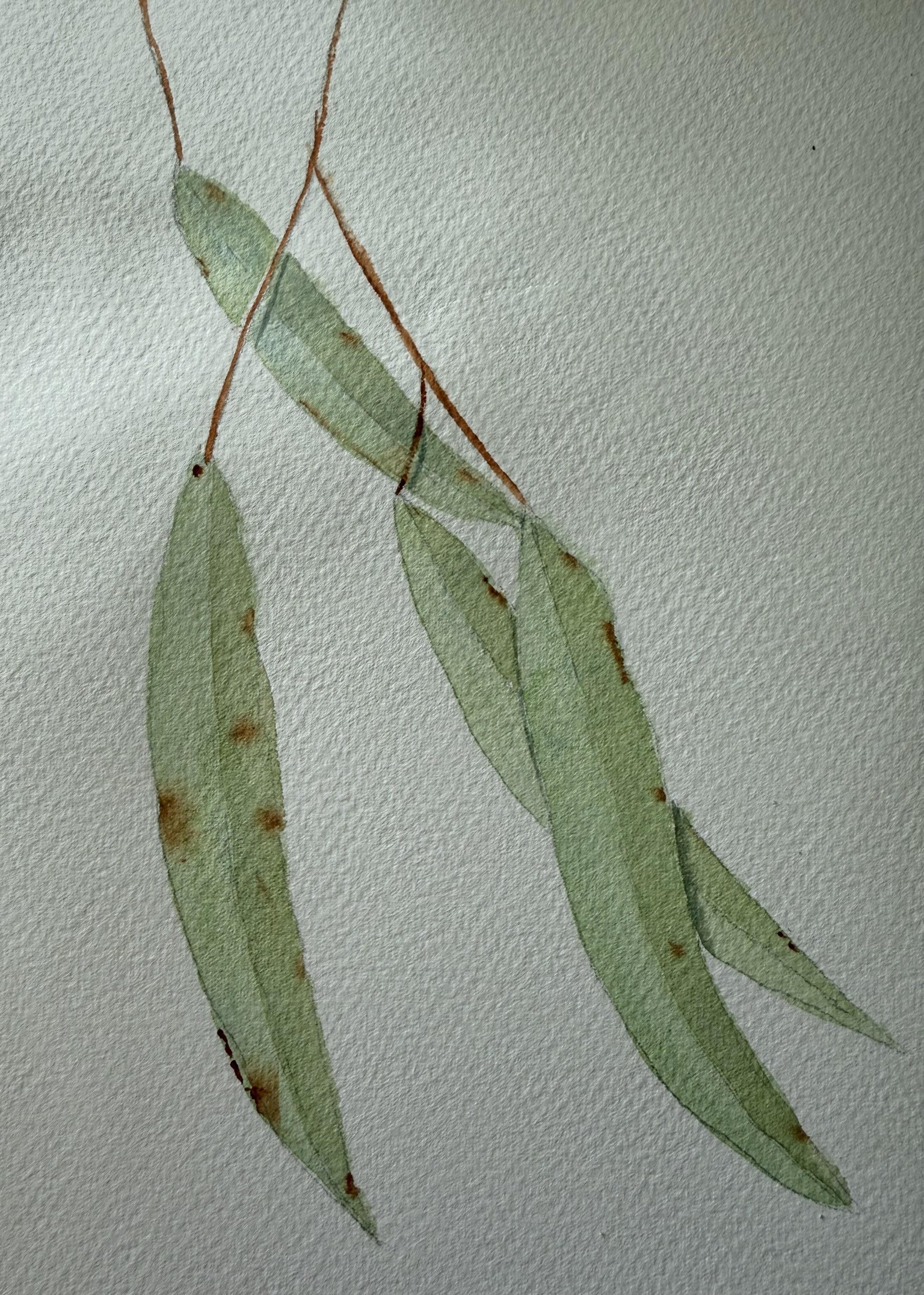 gum leaves - image 1 - student project