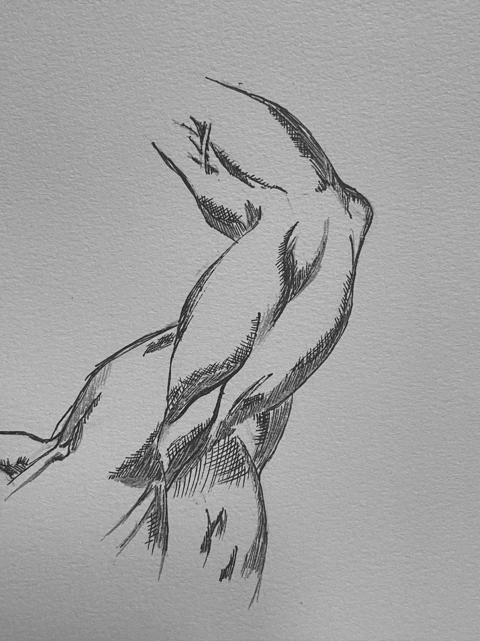 Arm muscles drawings - image 2 - student project
