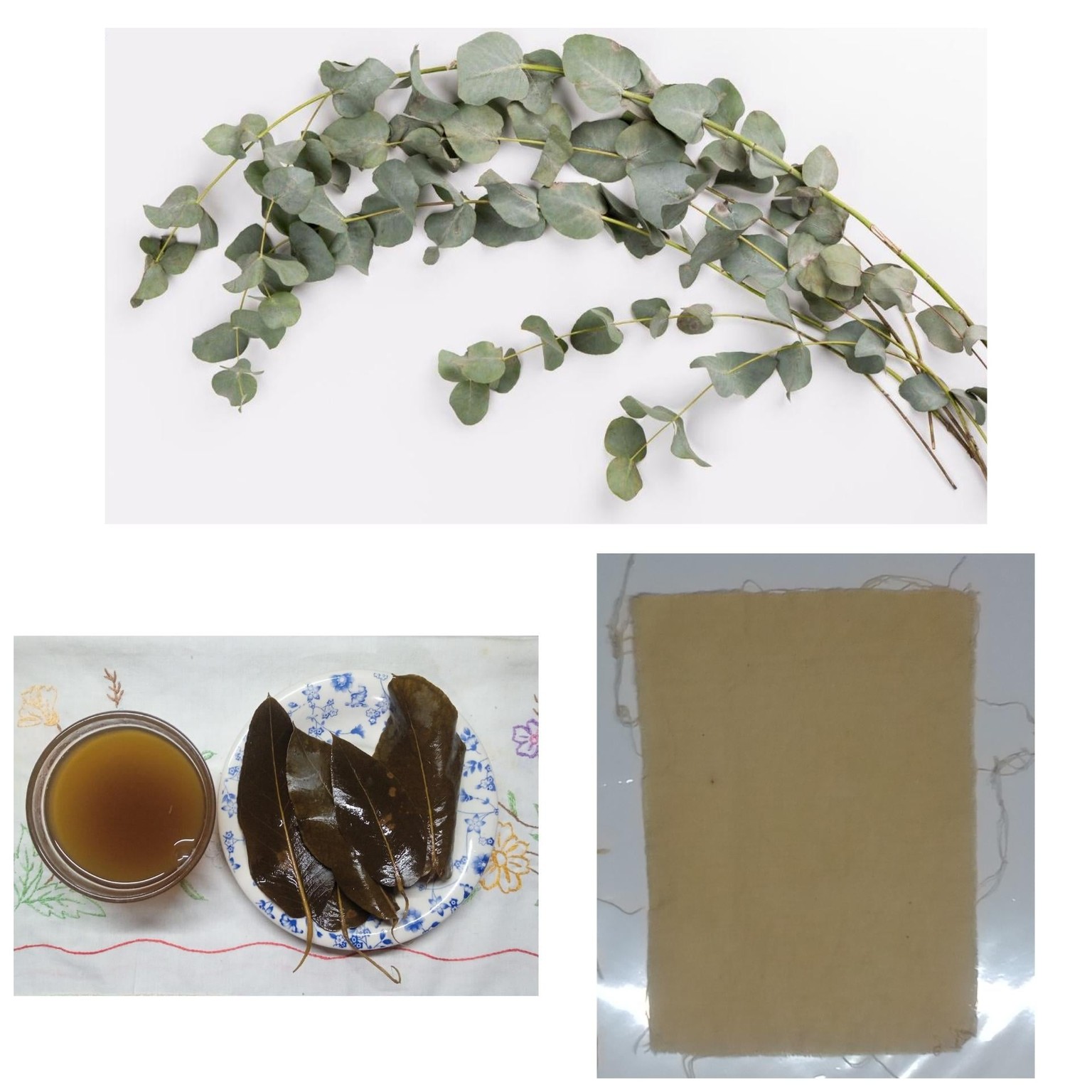 Teñido con cebolla, eucalipto y cúrcuma - image 1 - student project