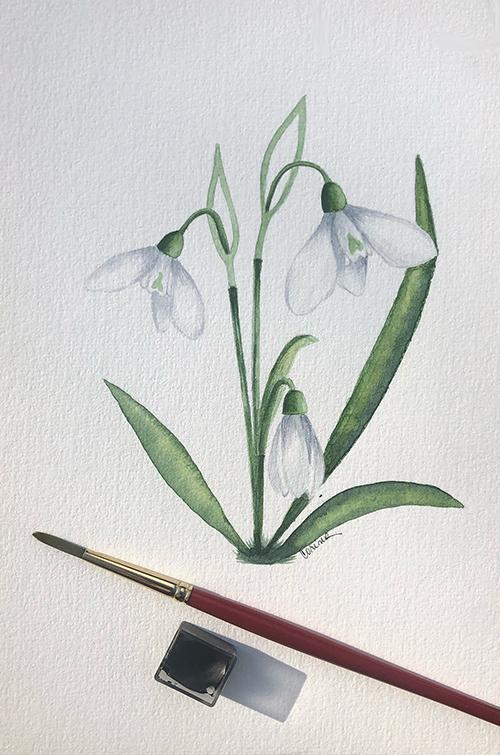 Snowdrops - image 1 - student project