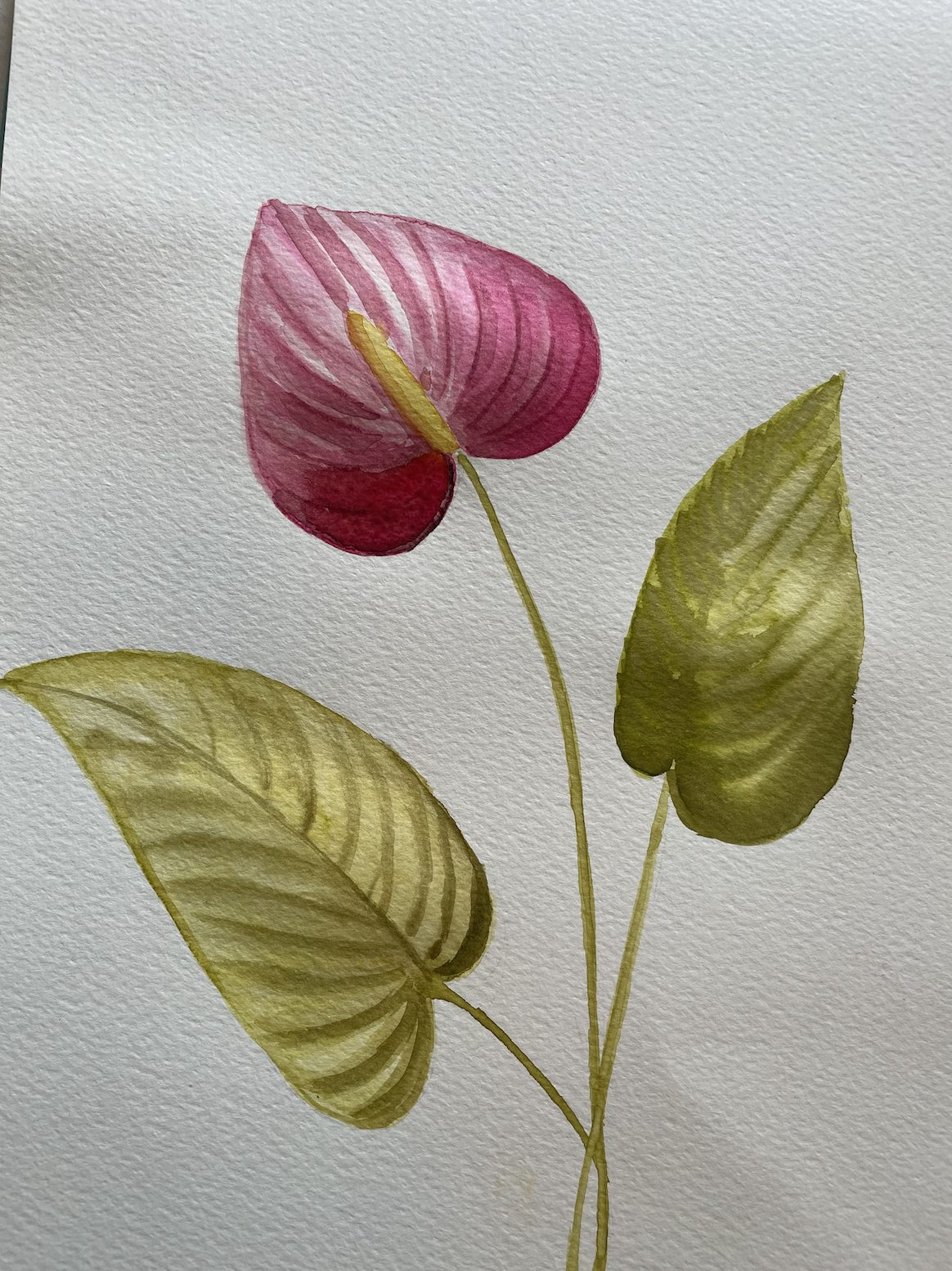 Anthurium by Manali - image 1 - student project