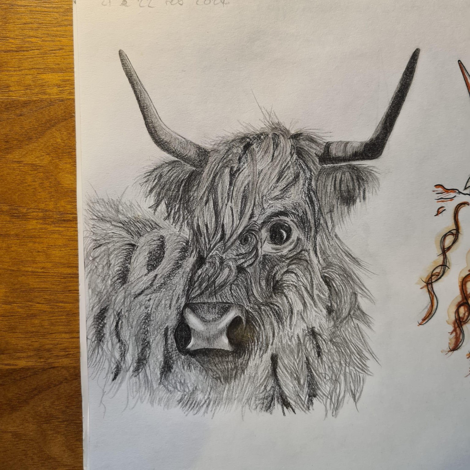 Highland cow - image 1 - student project