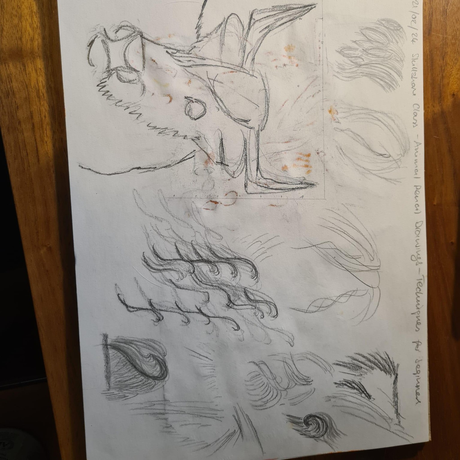 Highland cow - image 2 - student project