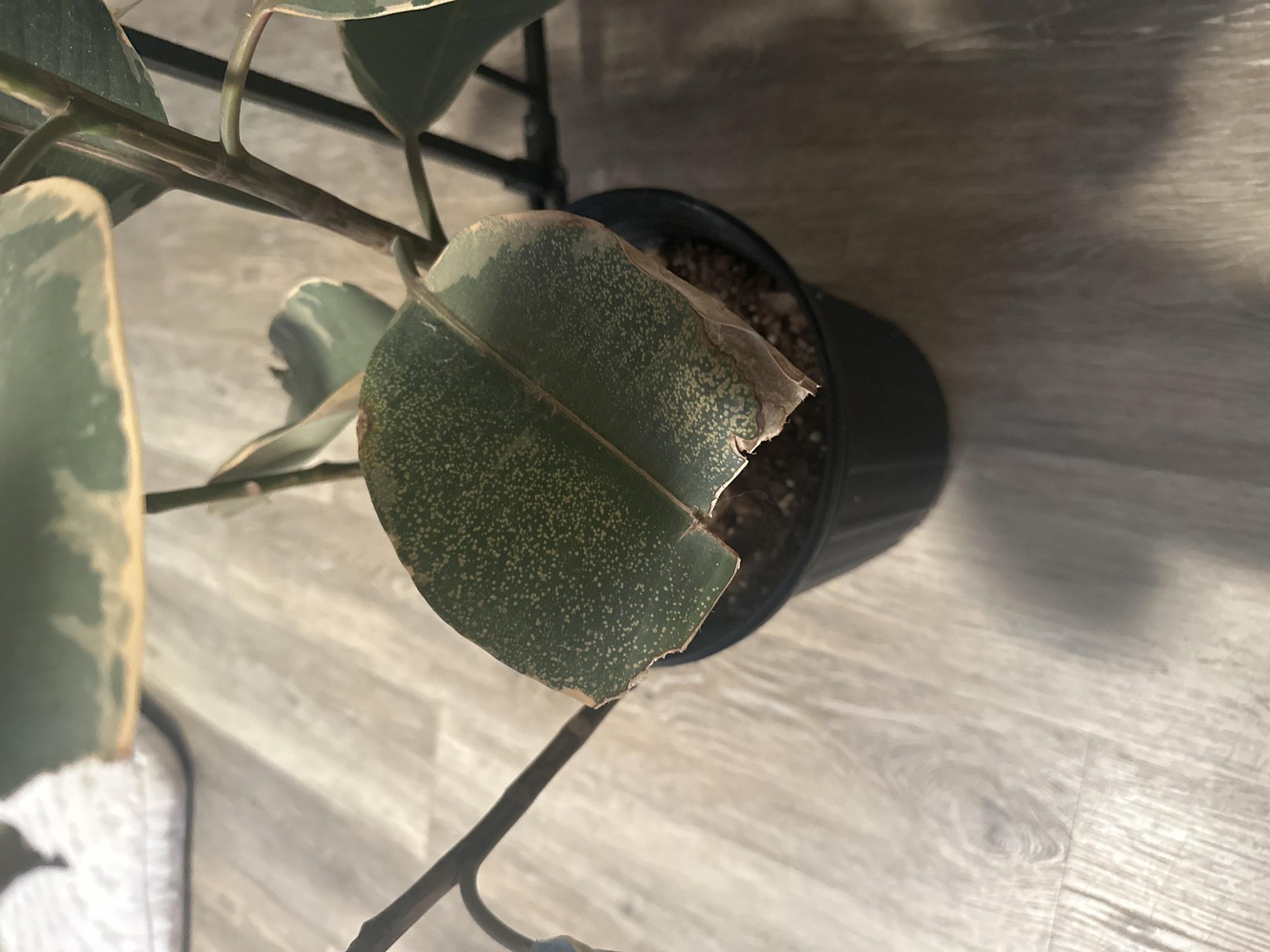 Ficus Ruby - image 2 - student project