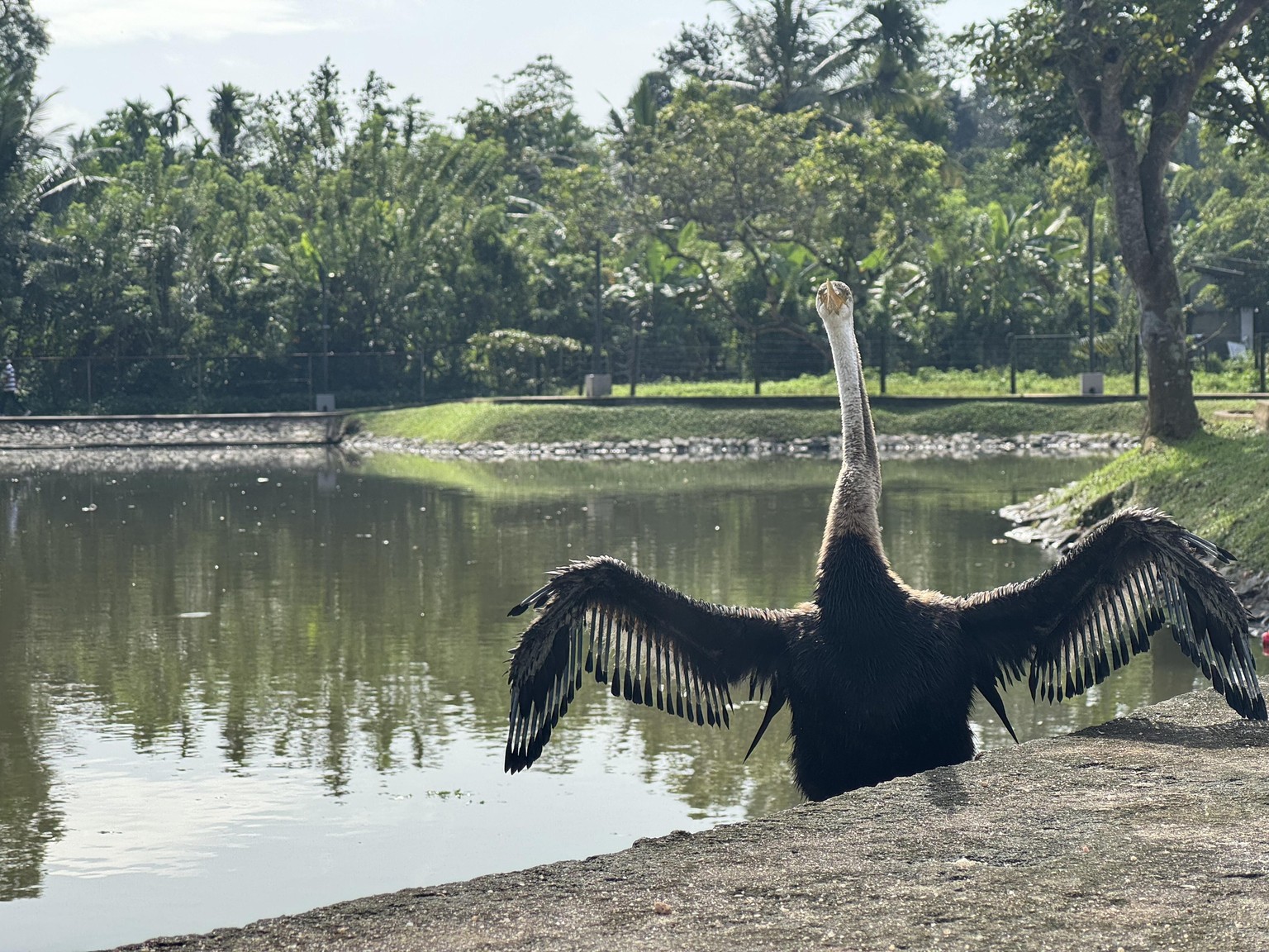 Oriental Darter - image 1 - student project
