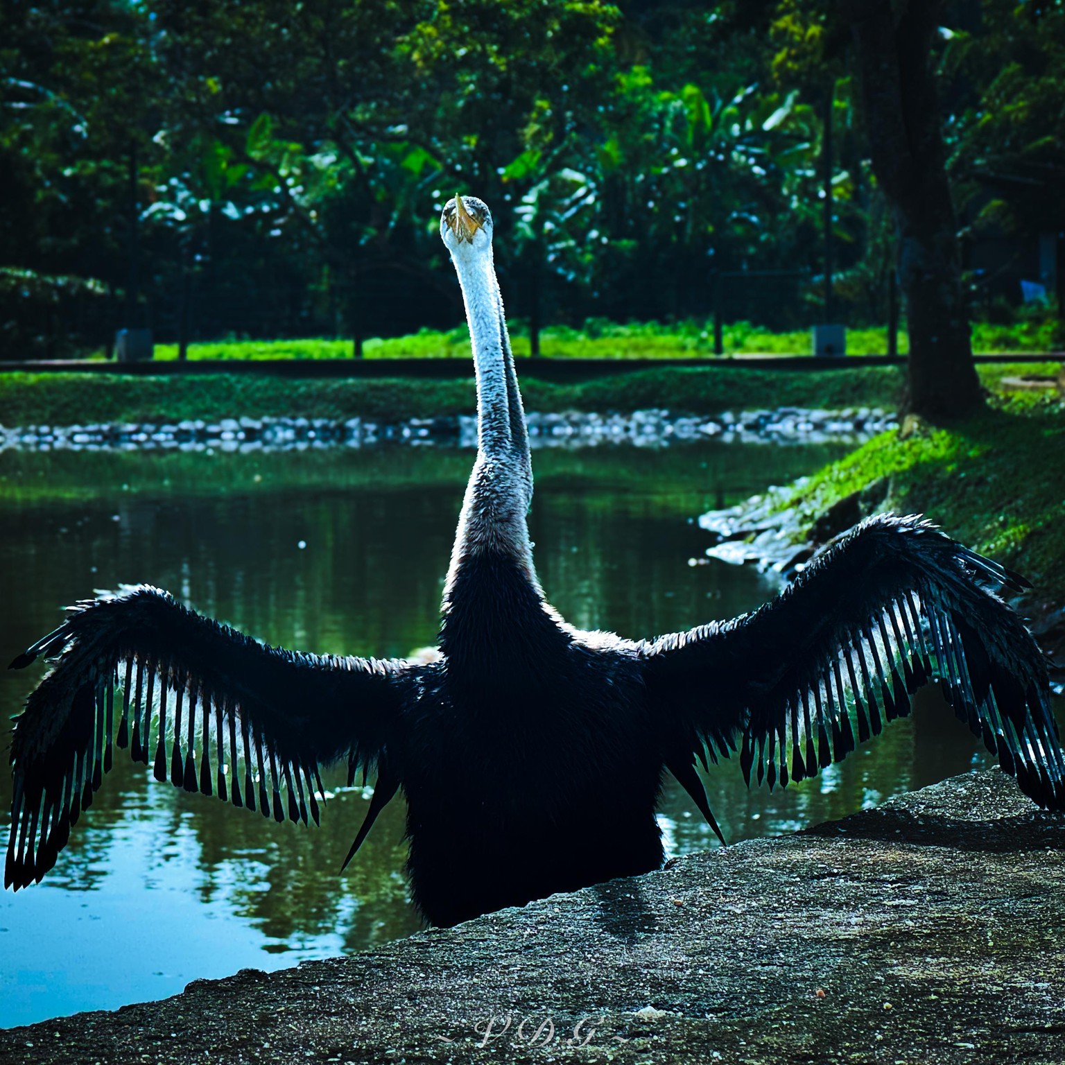 Oriental Darter - image 2 - student project