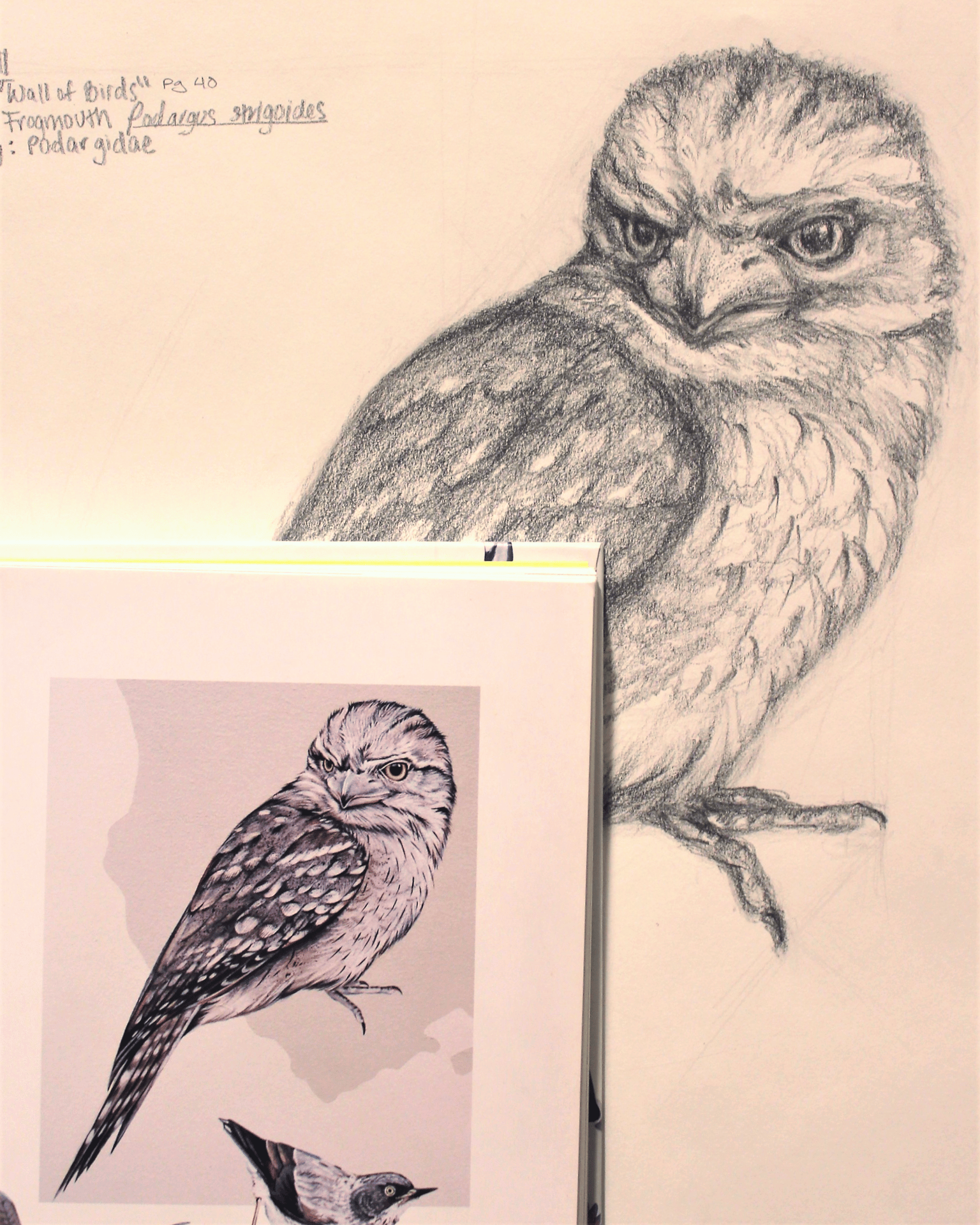 Basic Skills with Brent Eviston (Final Assignment) - image 5 - student project