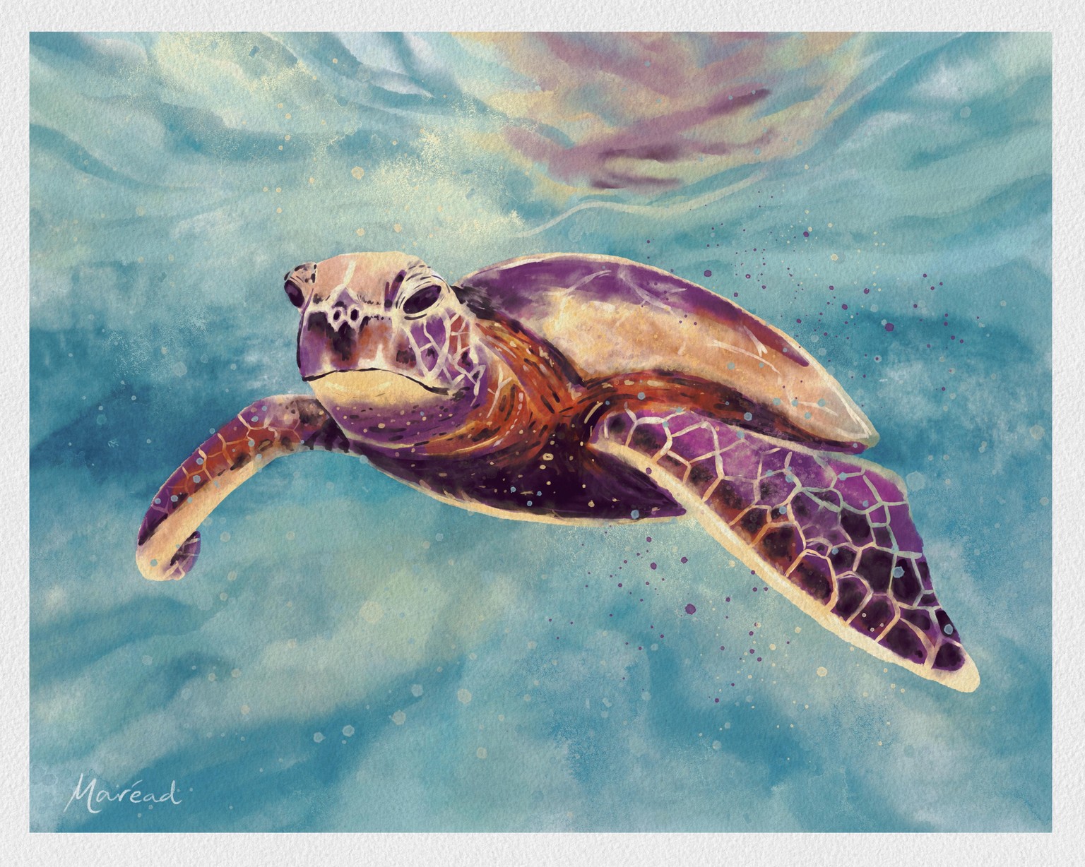 Turtle & Coal Tit - image 1 - student project