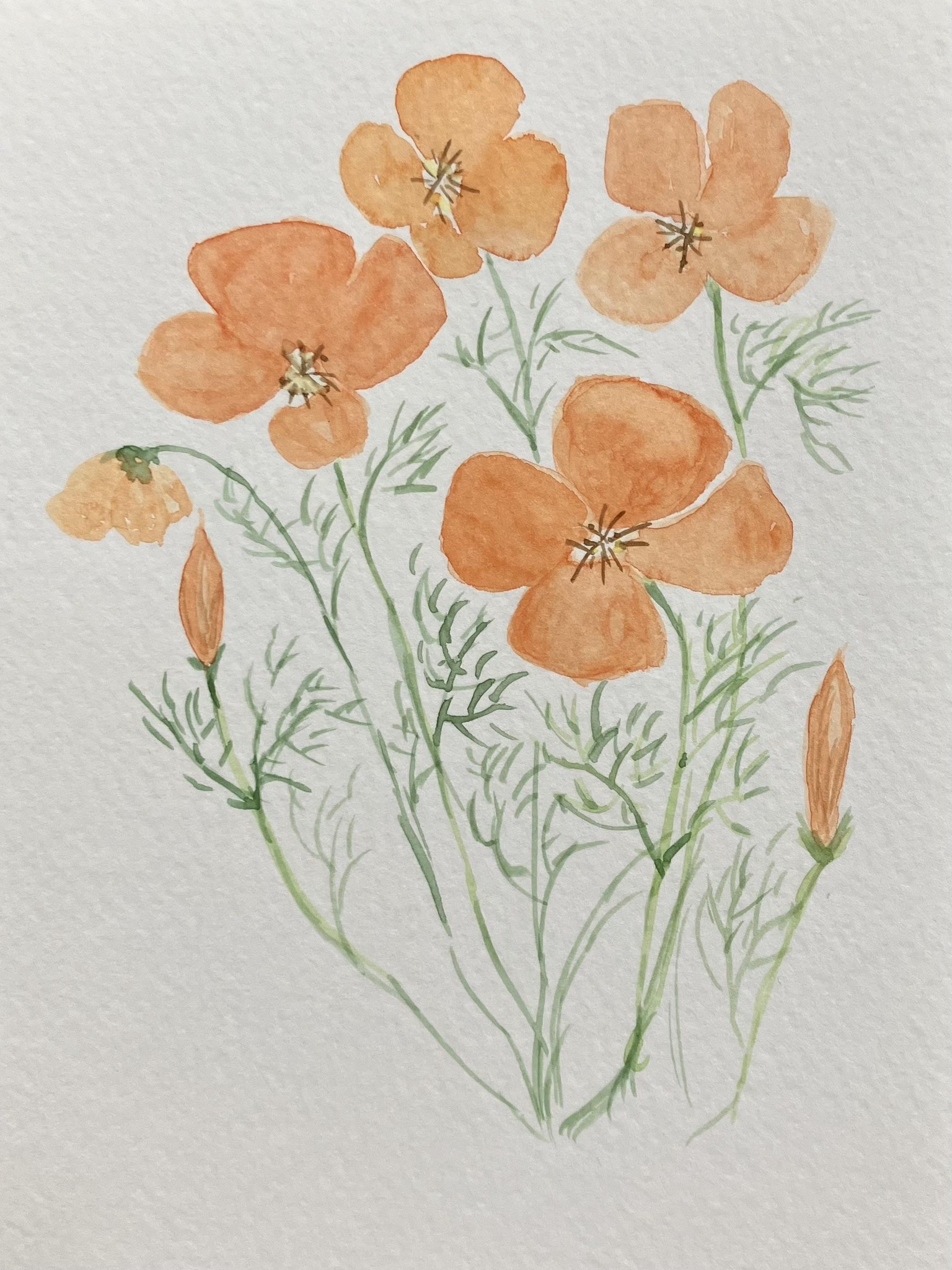 poppies. Day one of 7 day challenge - image 1 - student project