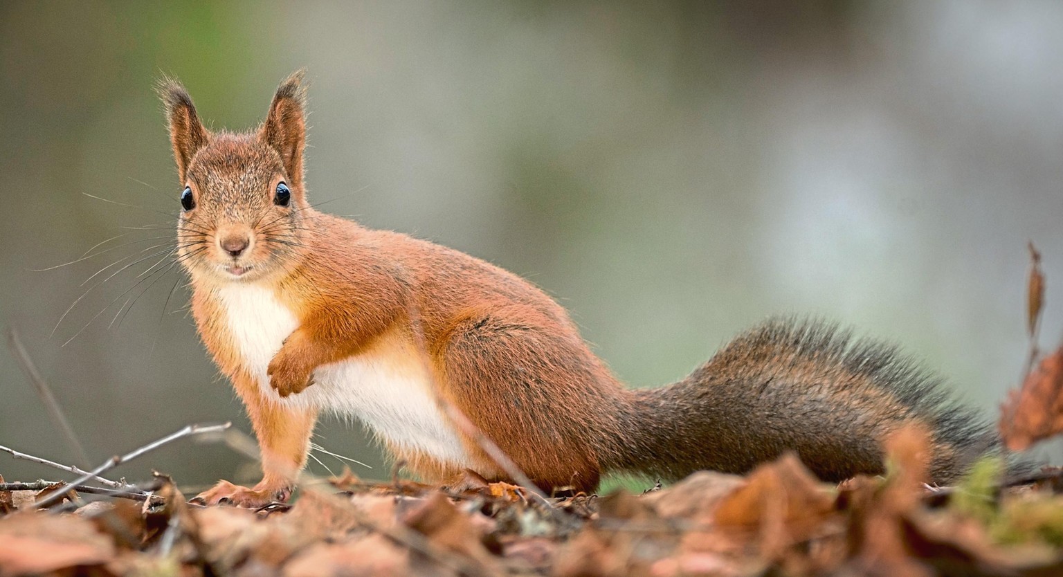 Barb the Squirrel - image 1 - student project
