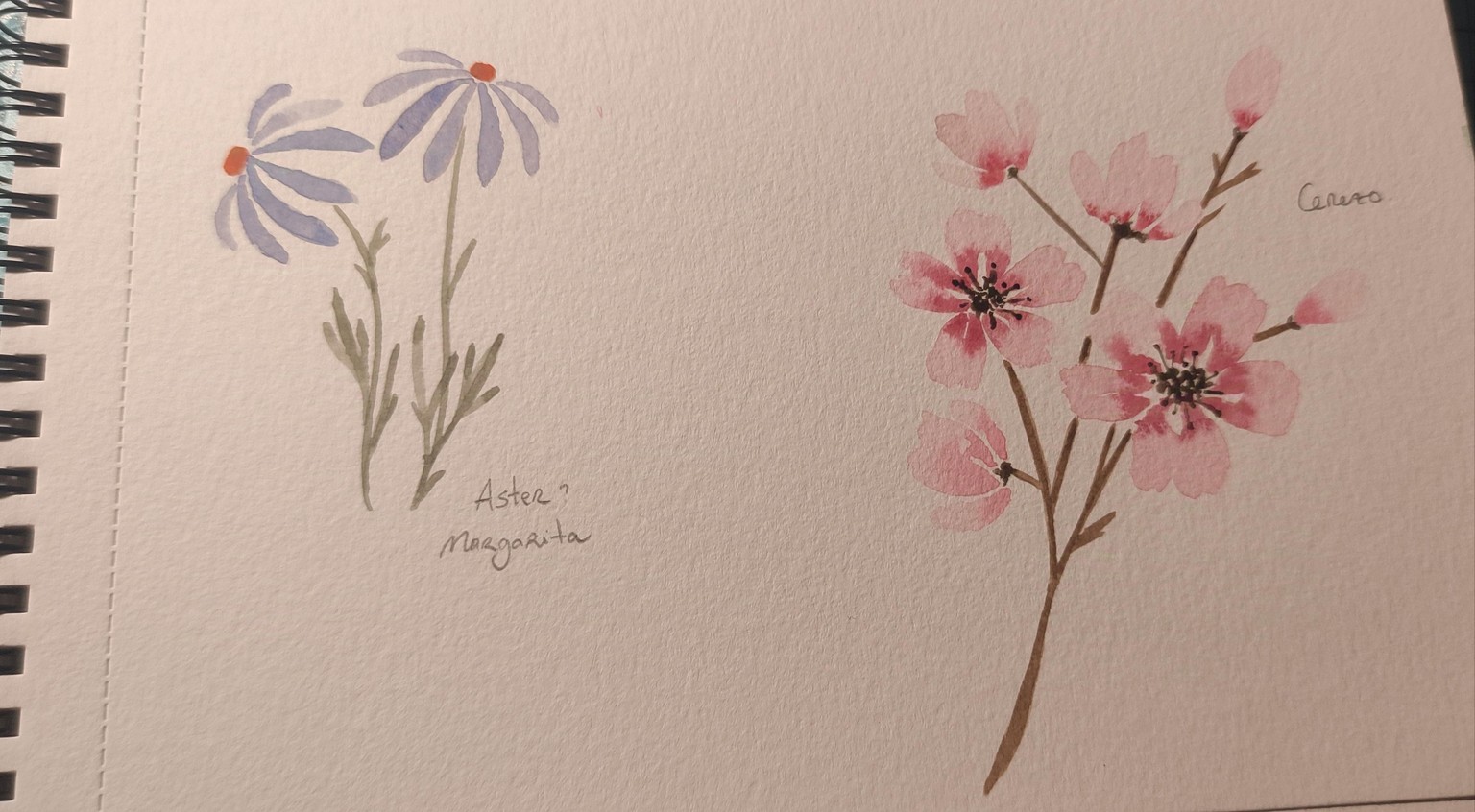 Flores - image 2 - student project