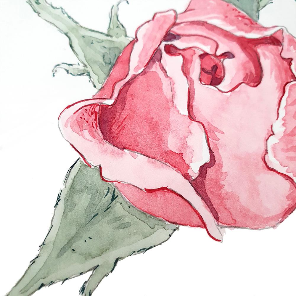 Pink Watercolor Rose Bud - image 1 - student project