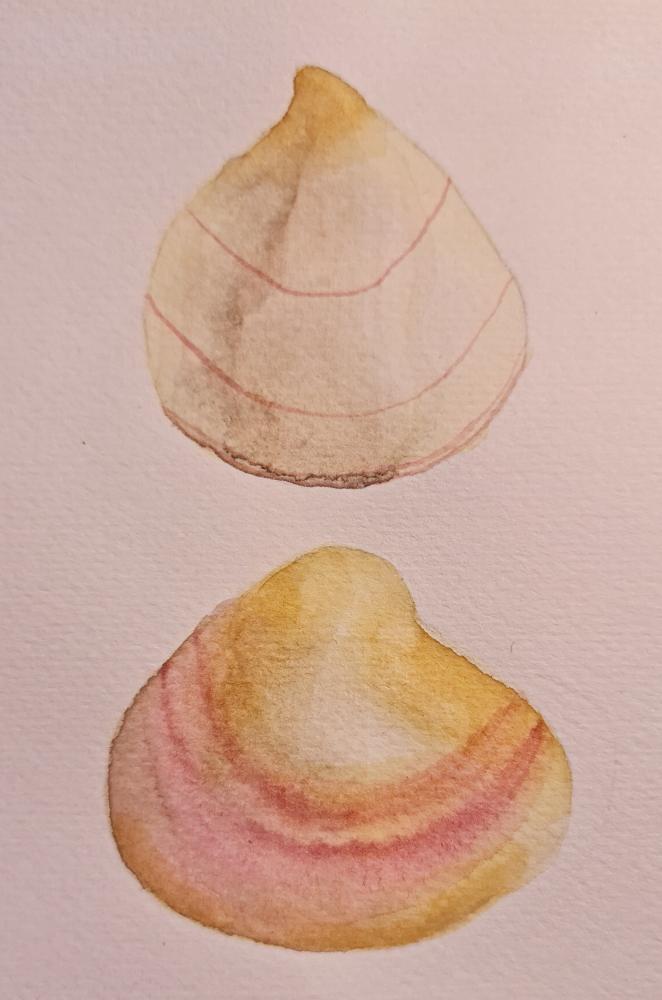 She paints seashells... - image 2 - student project