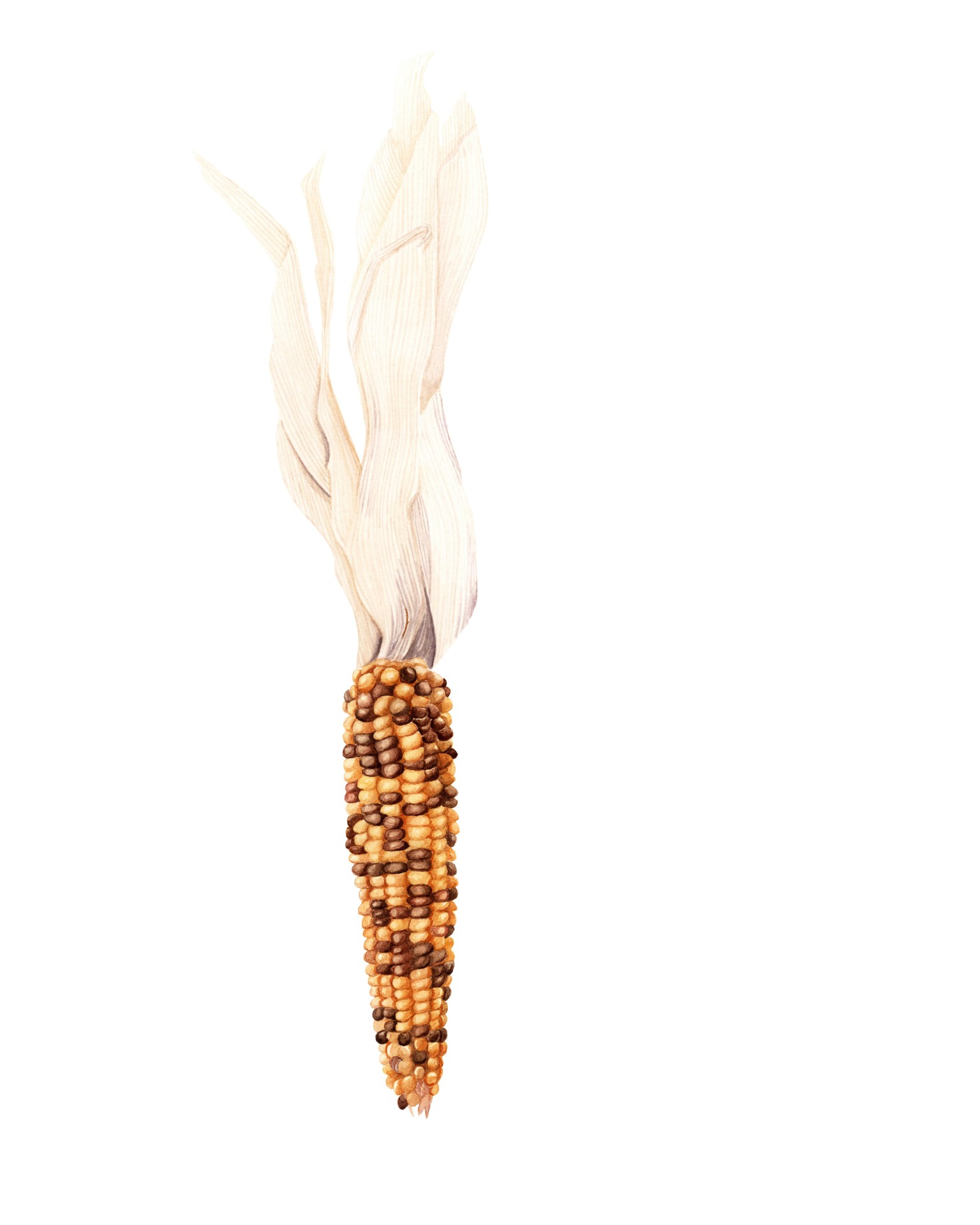 Watercolor Corn - image 1 - student project