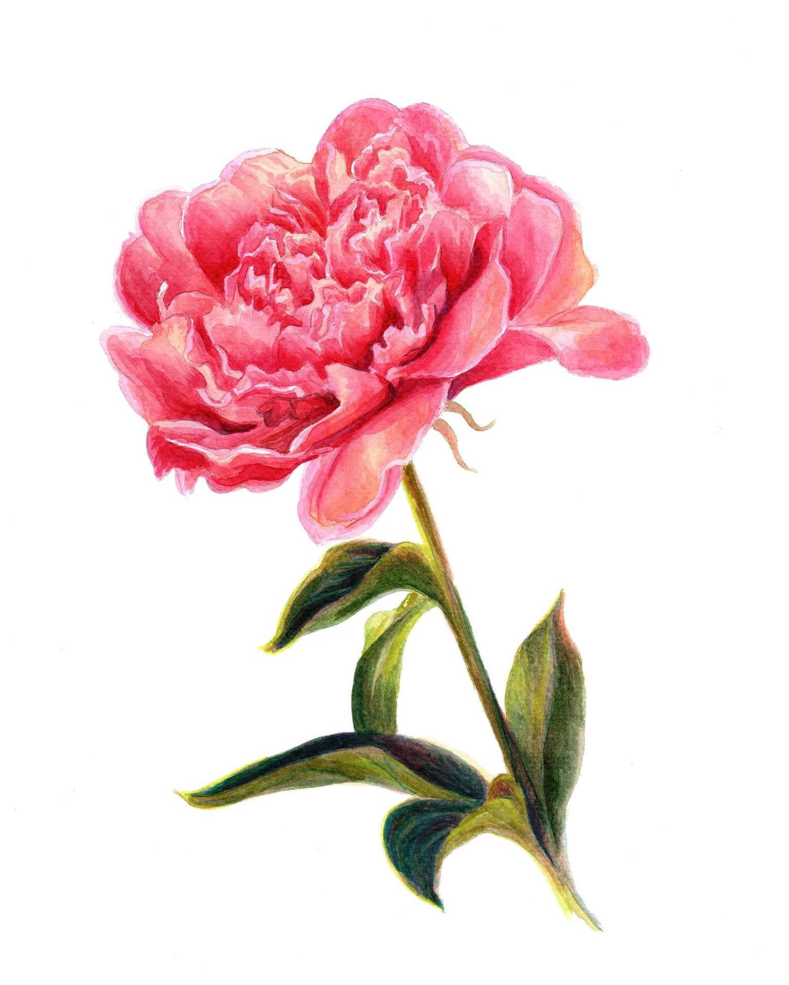 Peony - image 1 - student project