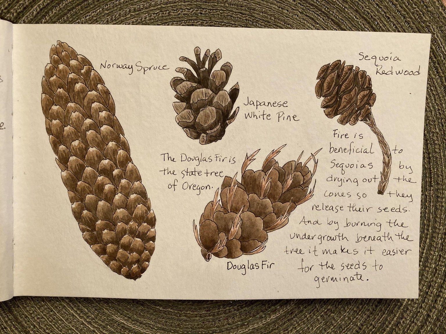 Pinecones - image 2 - student project