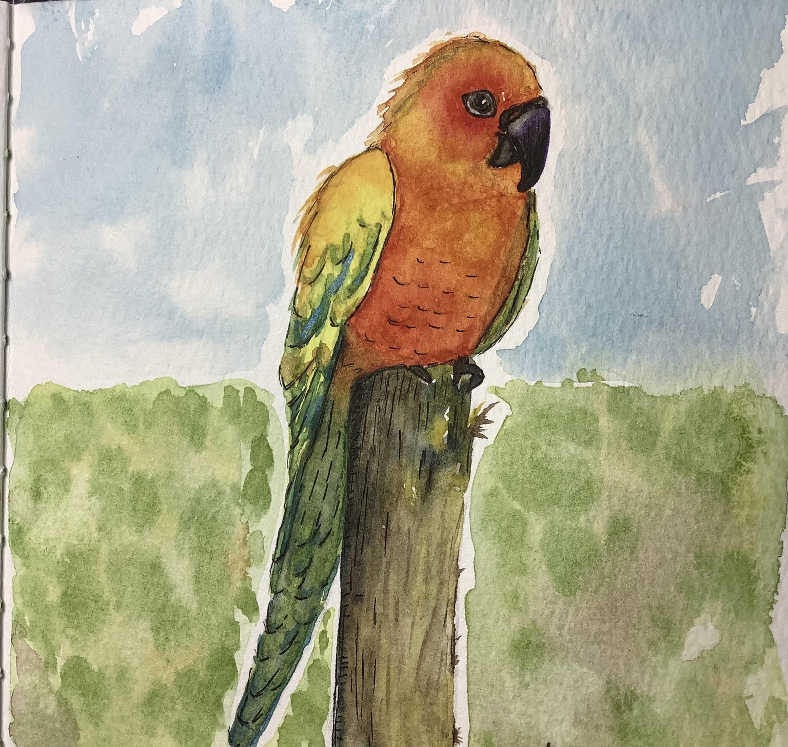 Sun Conure - image 1 - student project