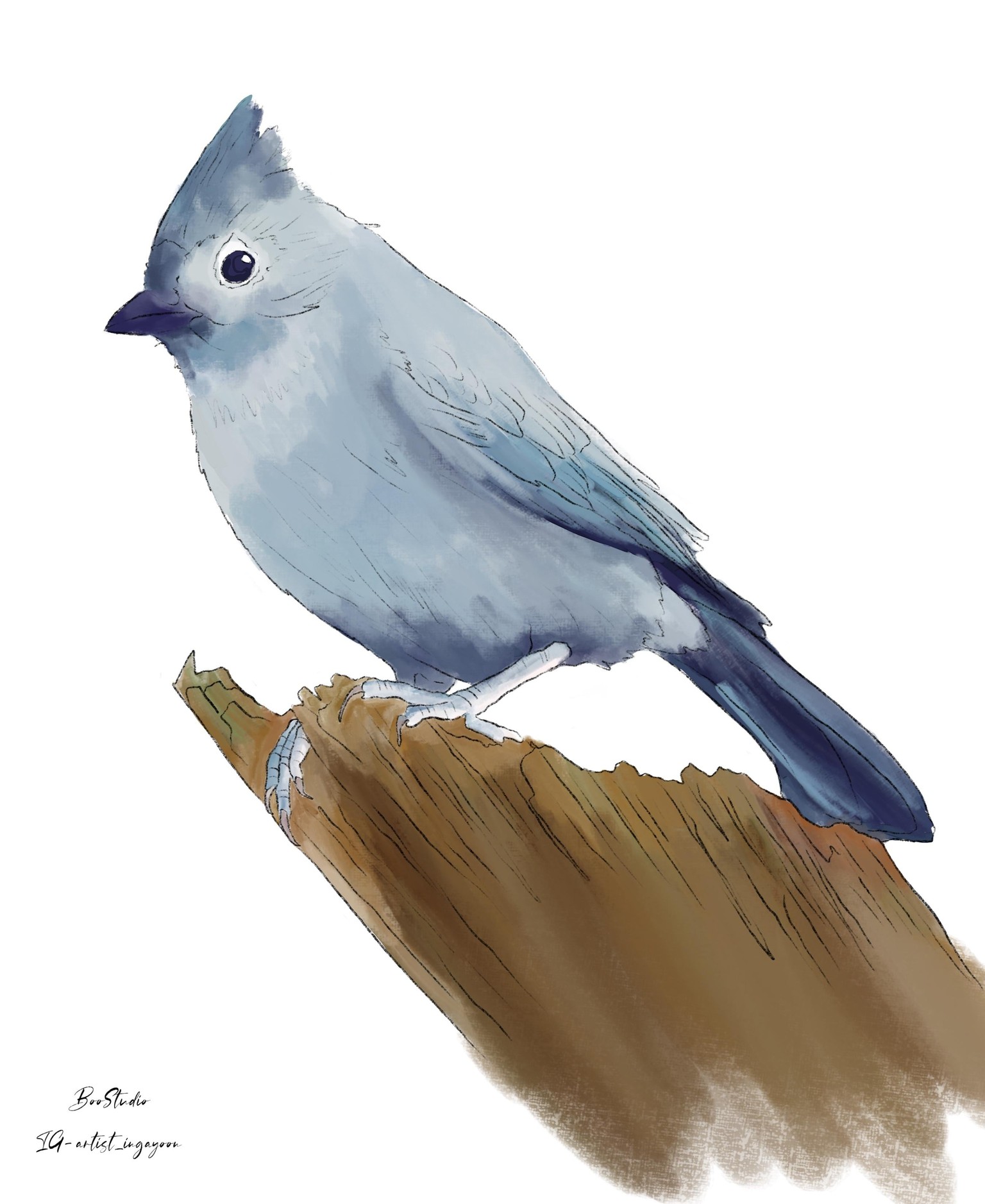 Birds - image 3 - student project
