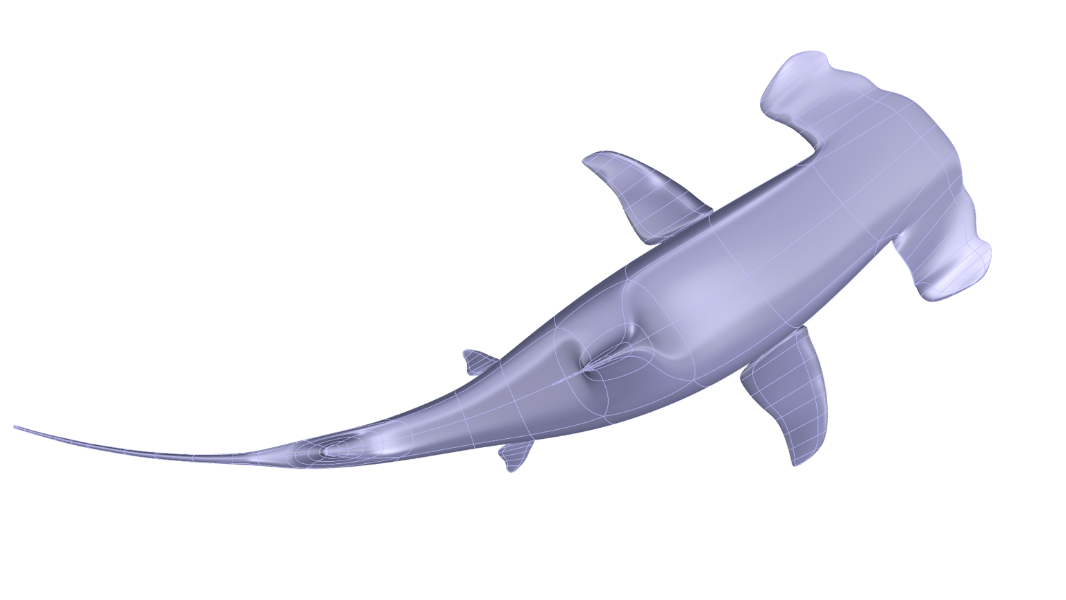 Hammerhead shark - image 2 - student project