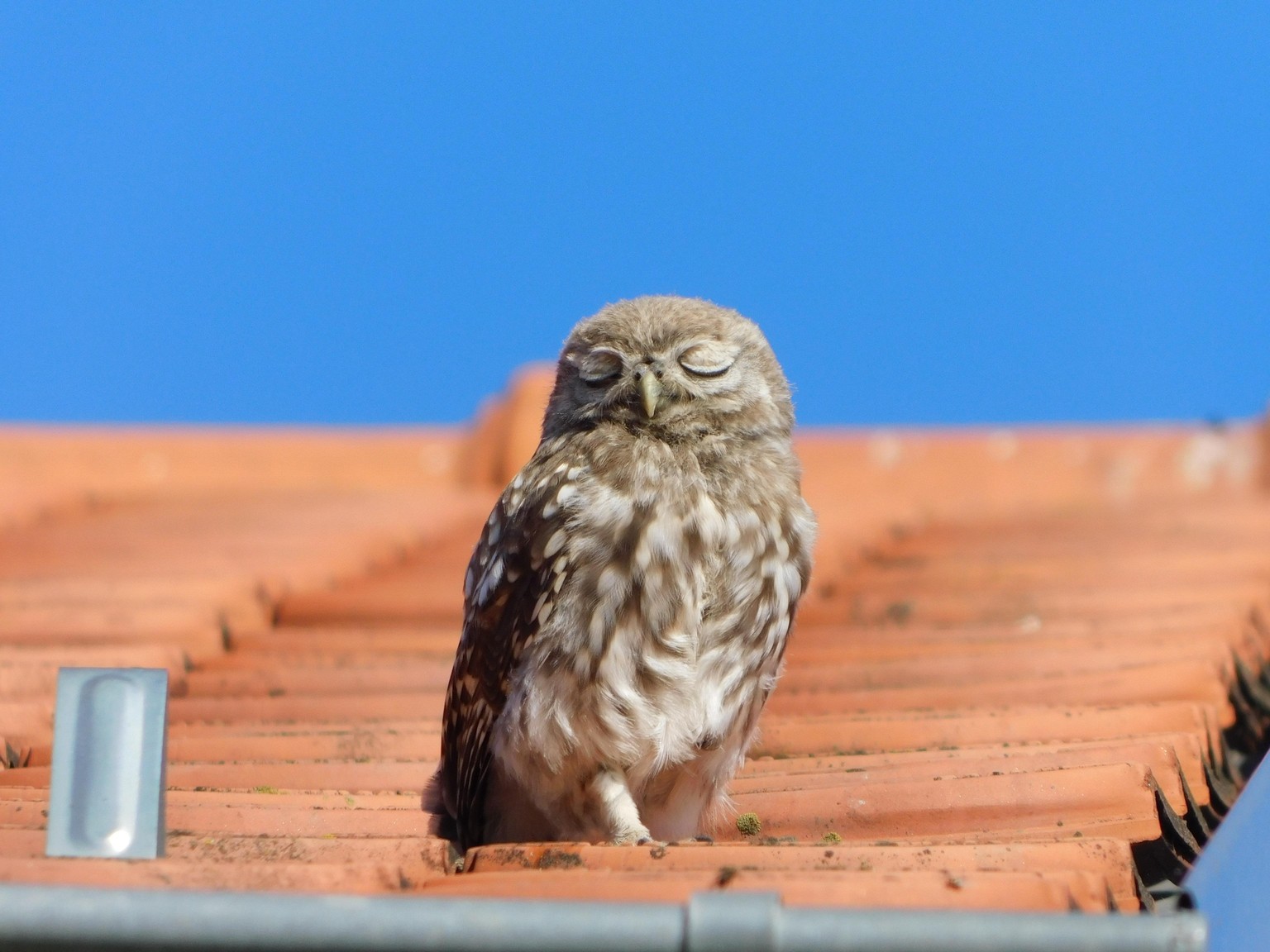 Pictures Using Wildlife Photography tips - image 4 - student project