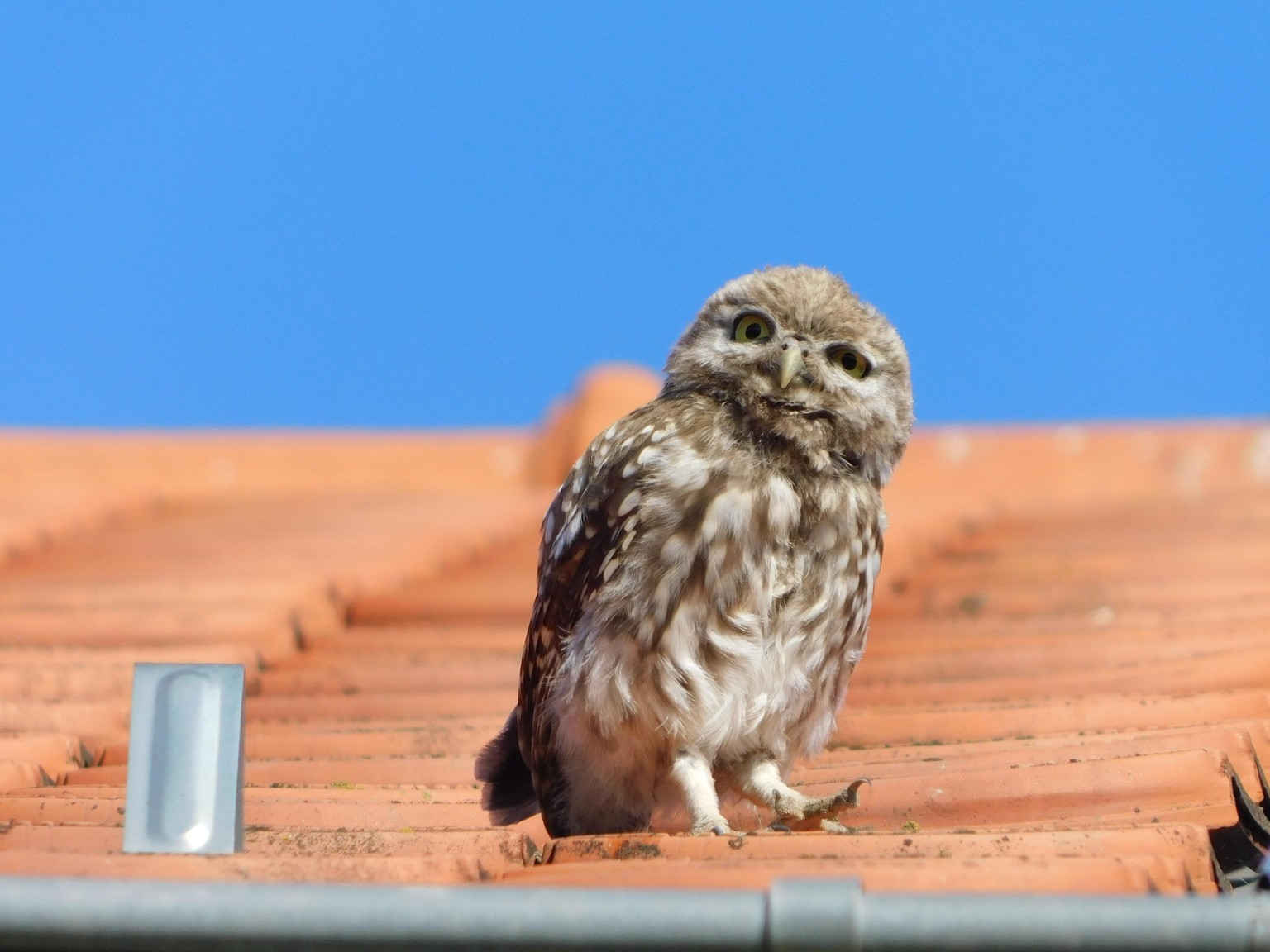 Pictures Using Wildlife Photography tips - image 2 - student project