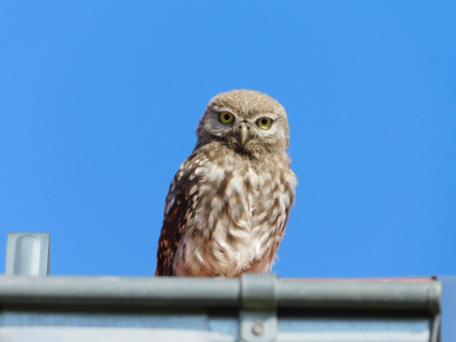 Pictures Using Wildlife Photography tips - image 1 - student project