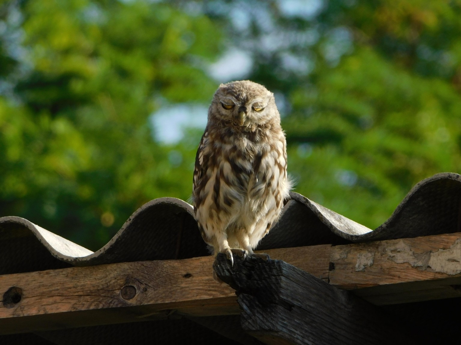 Pictures Using Wildlife Photography tips - image 5 - student project
