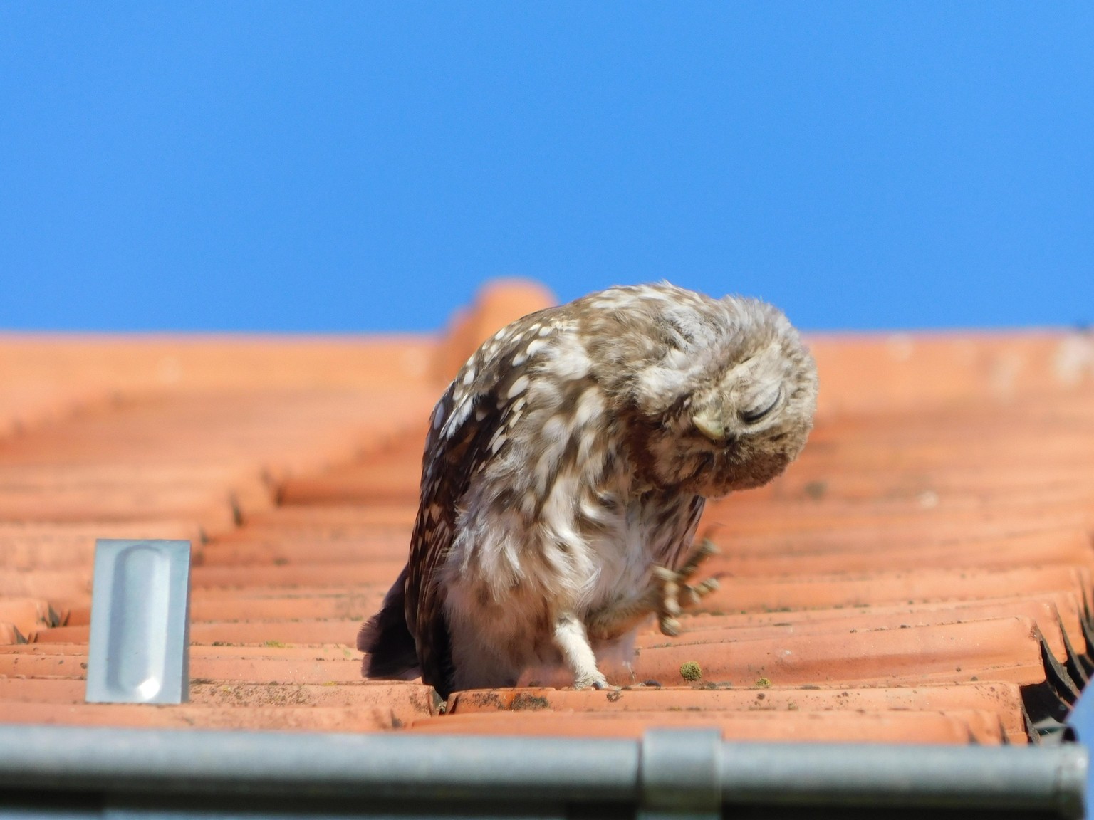 Pictures Using Wildlife Photography tips - image 3 - student project