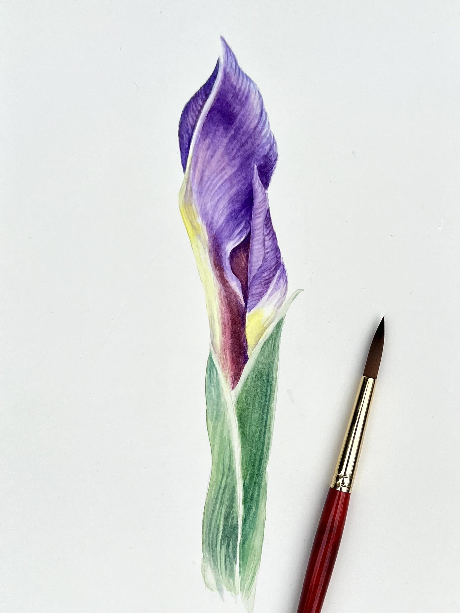 Iris - image 1 - student project