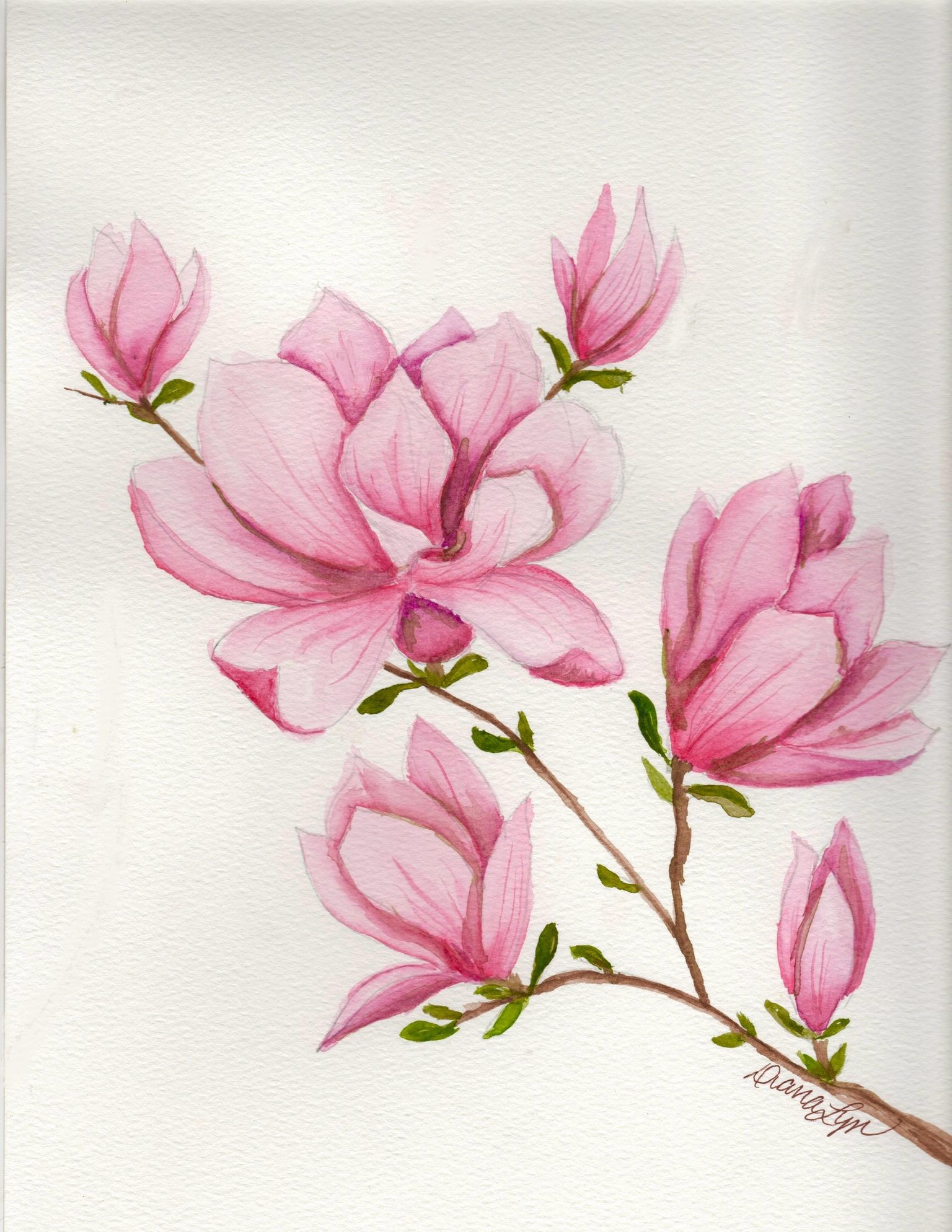 Texas spring magnolias - image 1 - student project