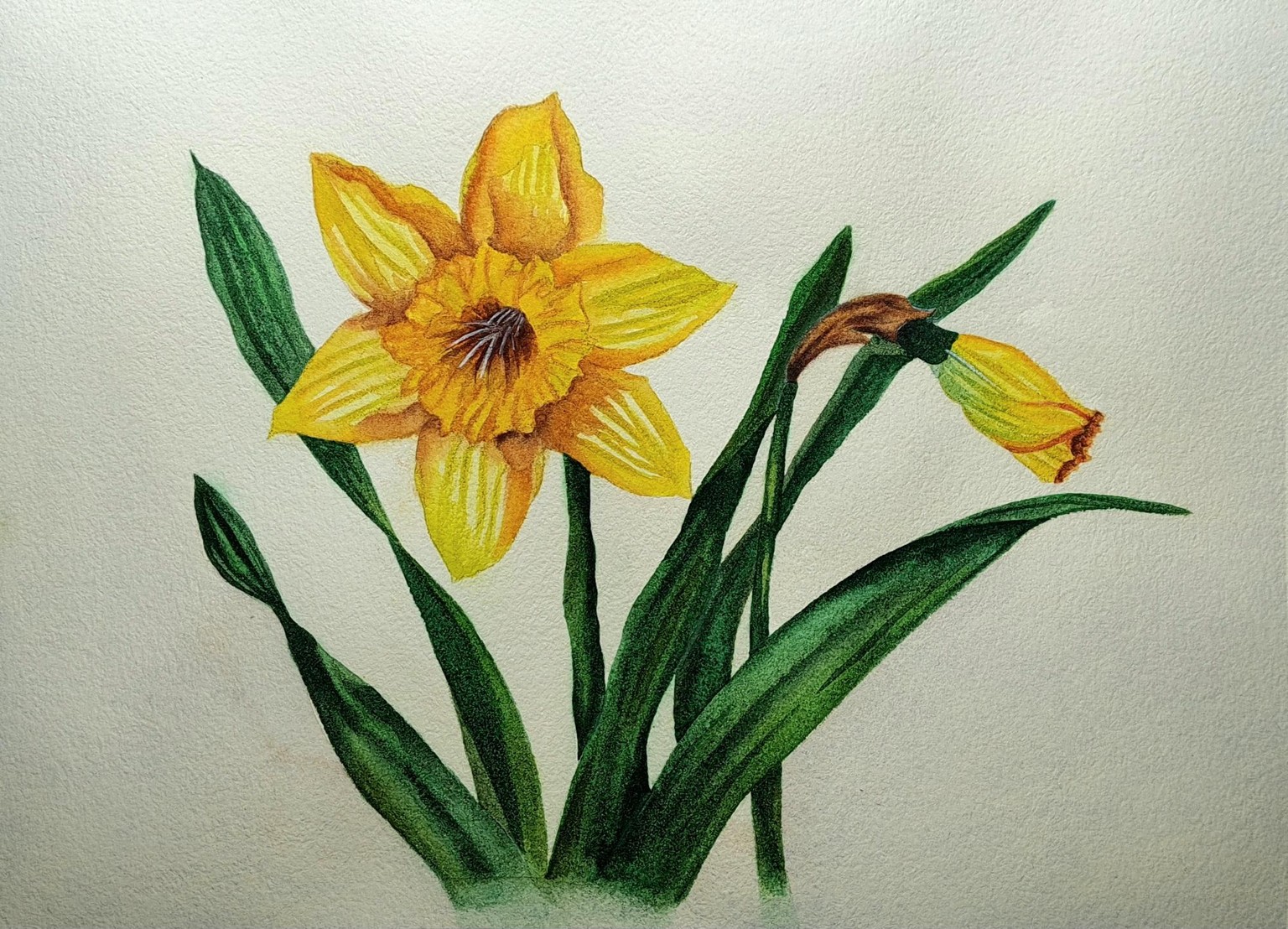 Vibrant Daffodils - image 1 - student project