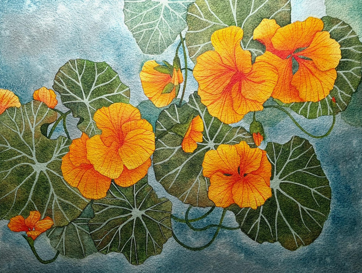 Nasturtiums - image 1 - student project