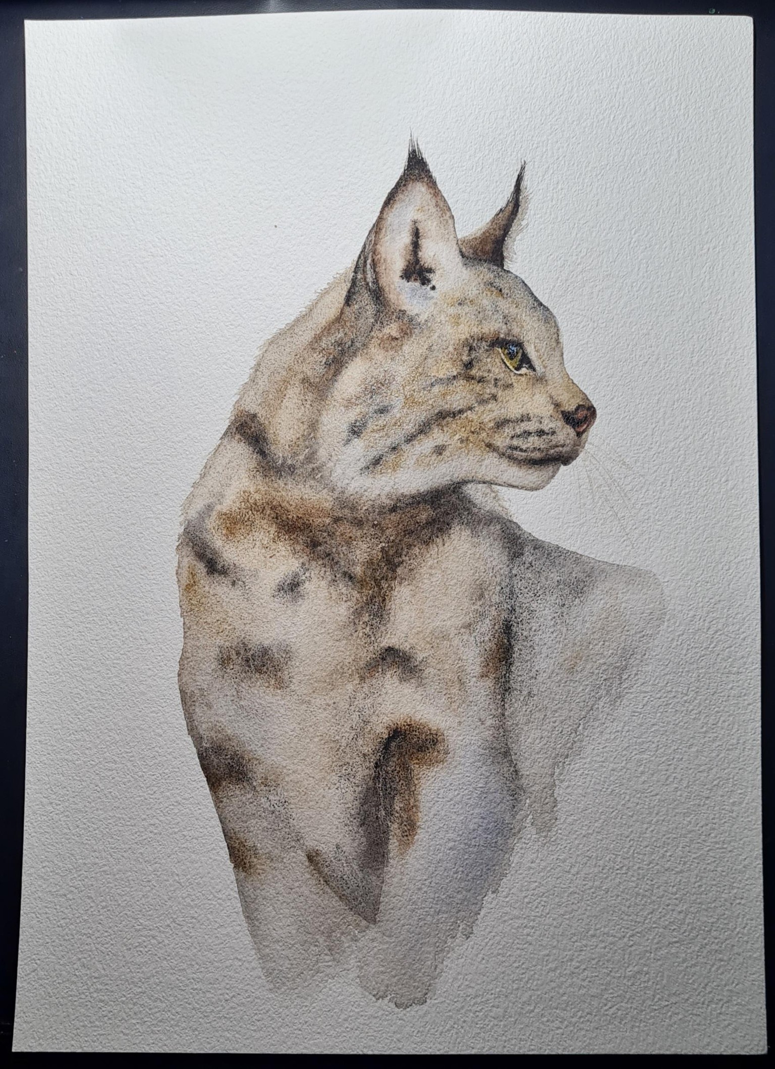 Iberian Lynx - image 1 - student project