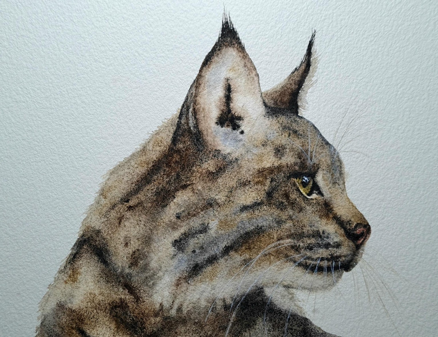 Iberian Lynx - image 3 - student project
