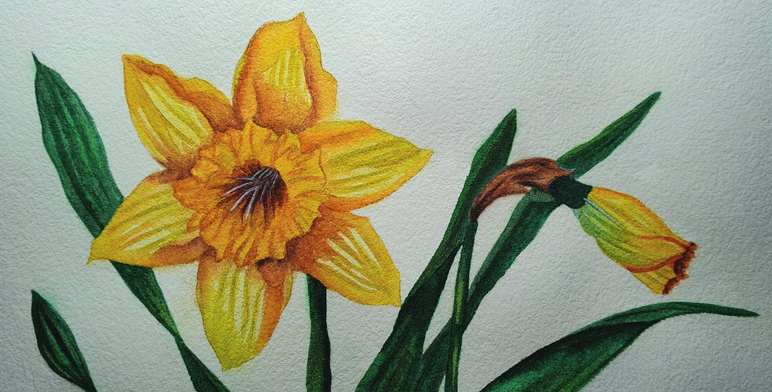 Vibrant Daffodils - image 2 - student project